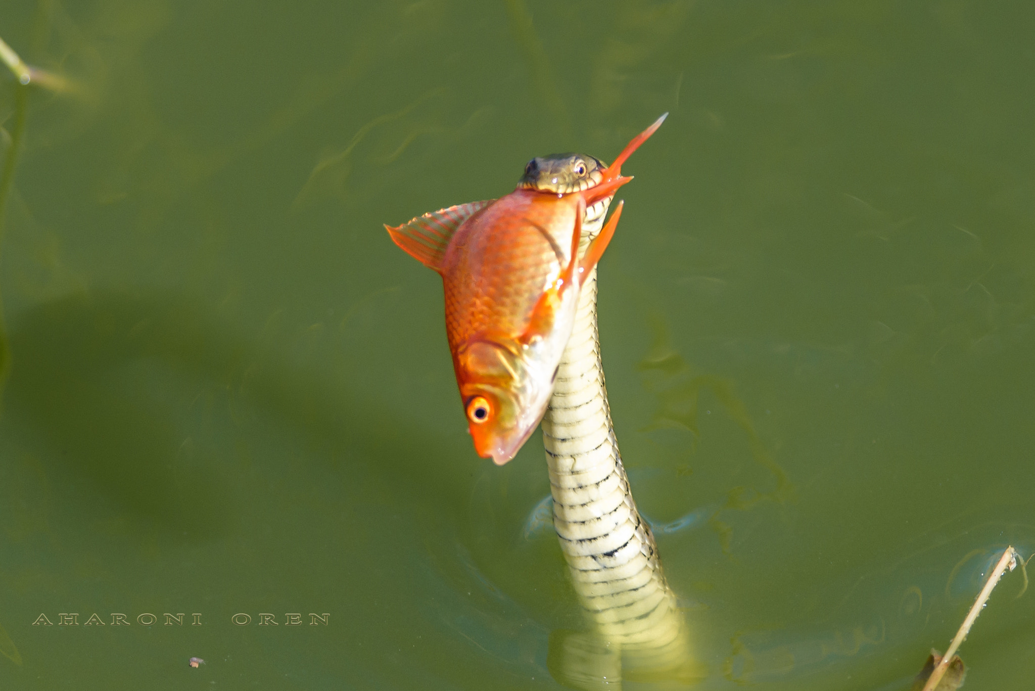 Nikon D810 + Nikon AF-S Nikkor 300mm F4D ED-IF sample photo. Dsc photography