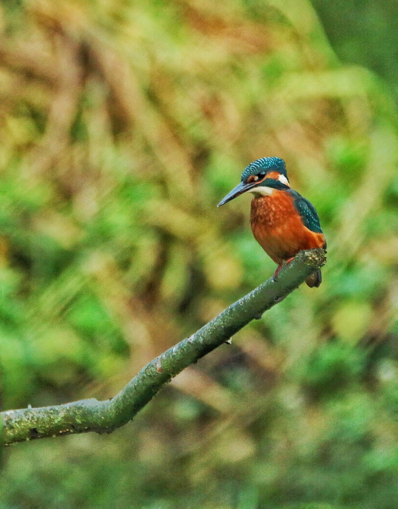 Tamron SP 150-600mm F5-6.3 Di VC USD sample photo. Kingfisher photography