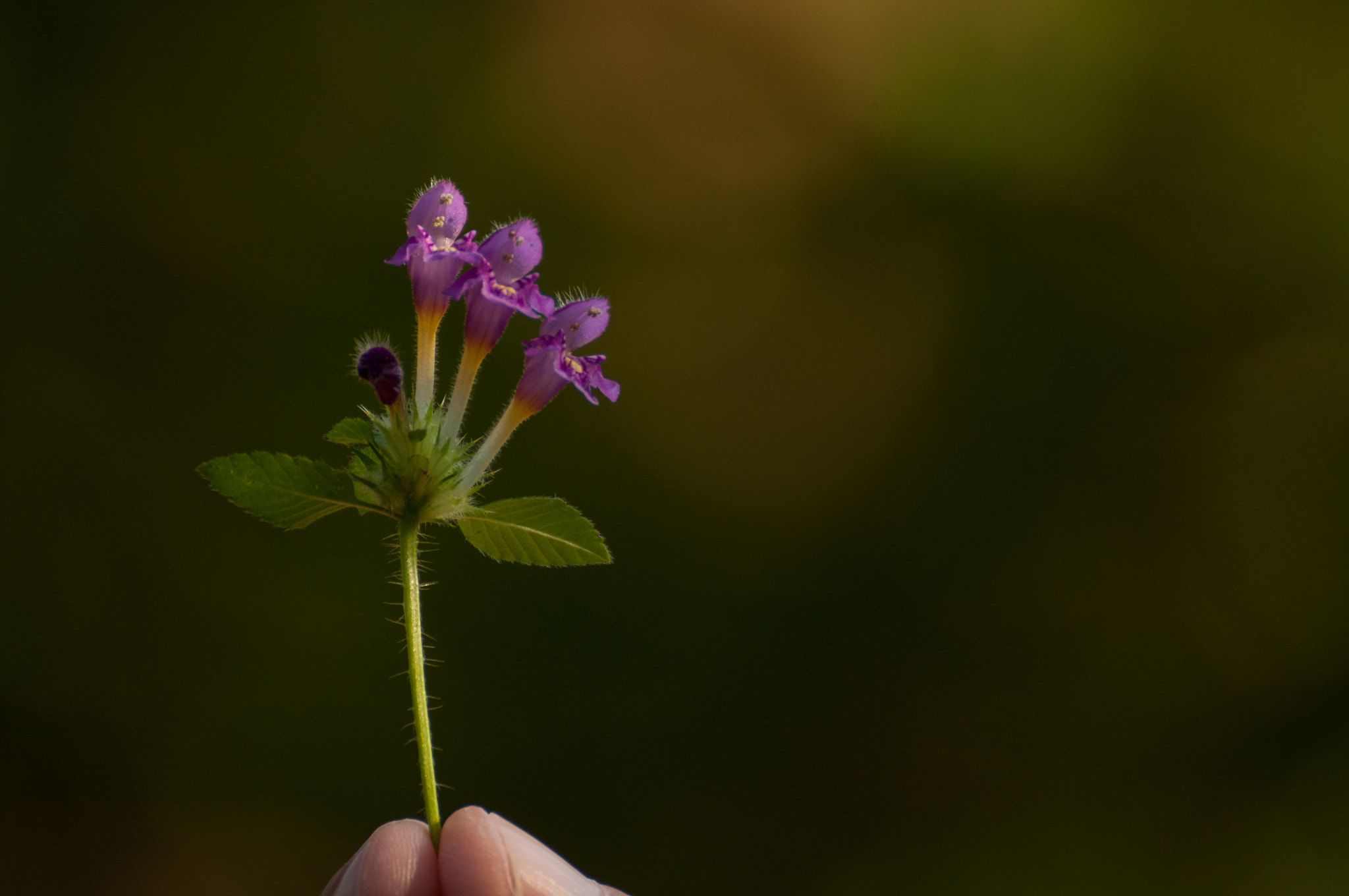 Nikon D5000 sample photo. Flowers photography