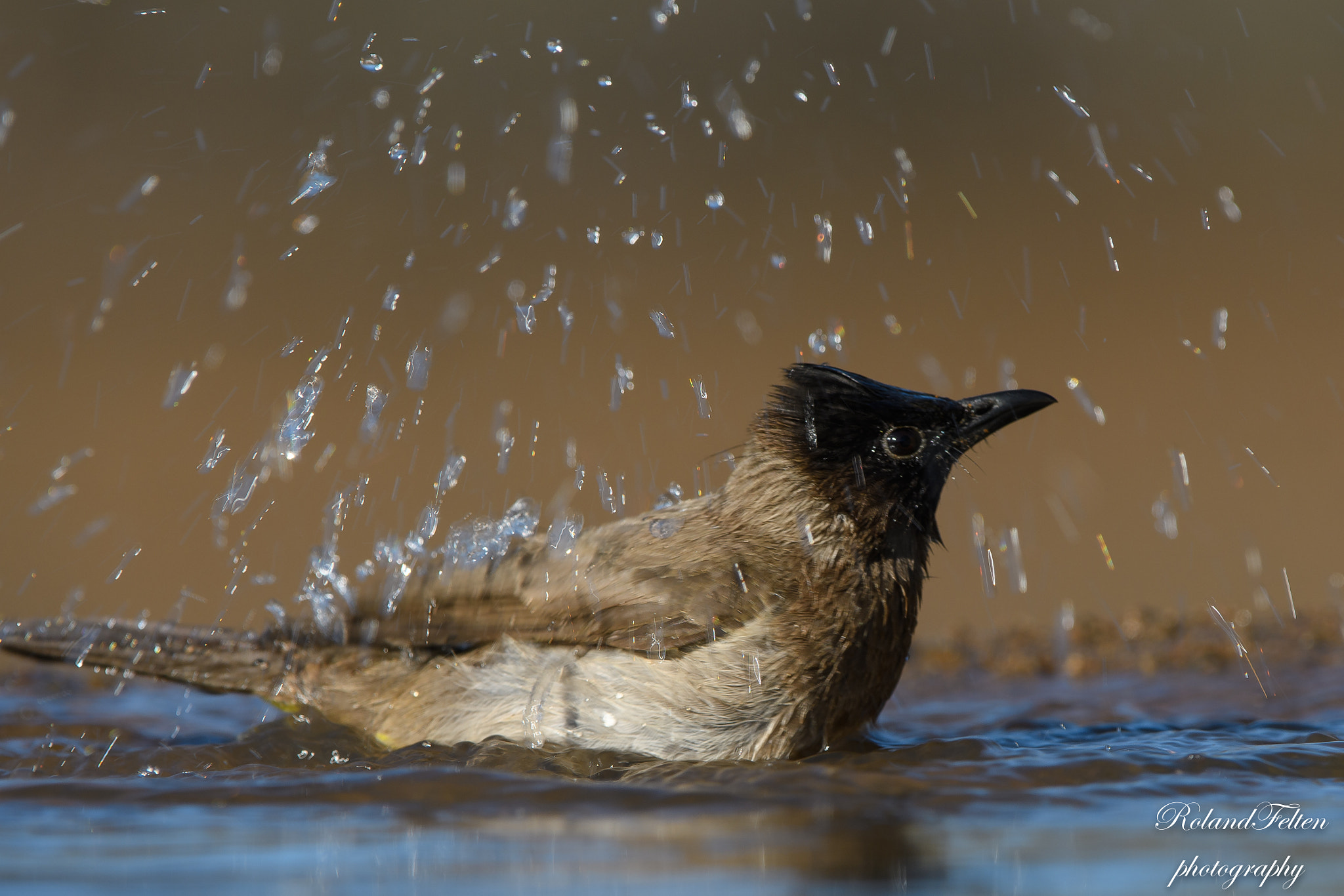 Nikon AF-S Nikkor 200-400mm F4G ED-IF VR sample photo. Bath joys photography
