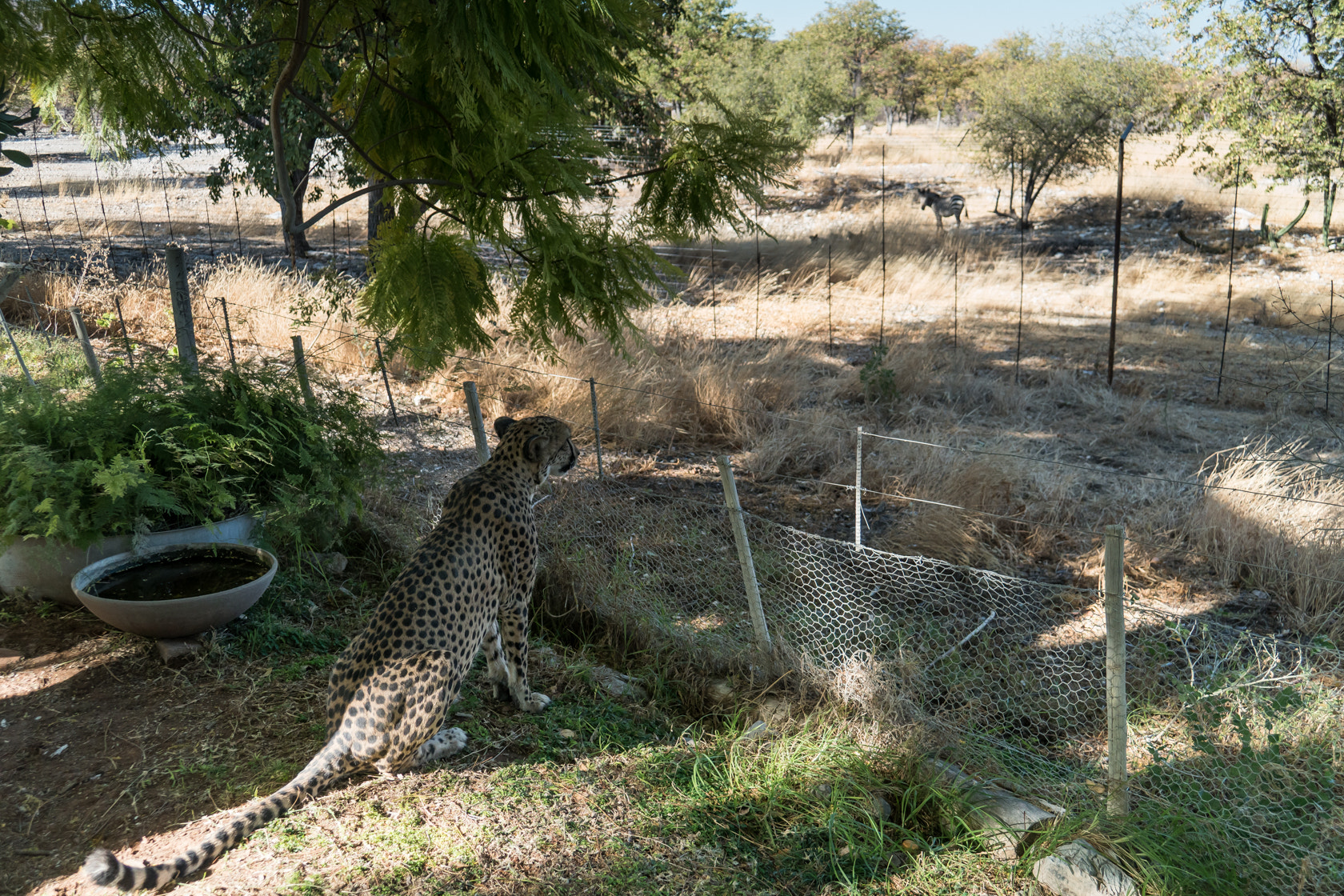 Sony E 18-200mm F3.5-6.3 OSS sample photo. Longing for freedom photography