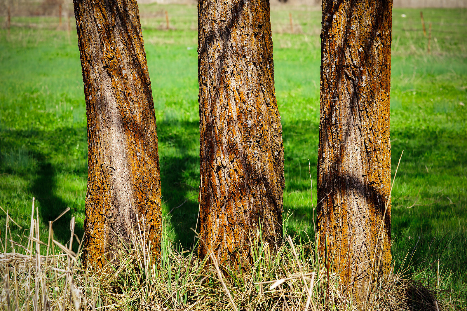 Sony Alpha DSLR-A900 sample photo. Three trees photography