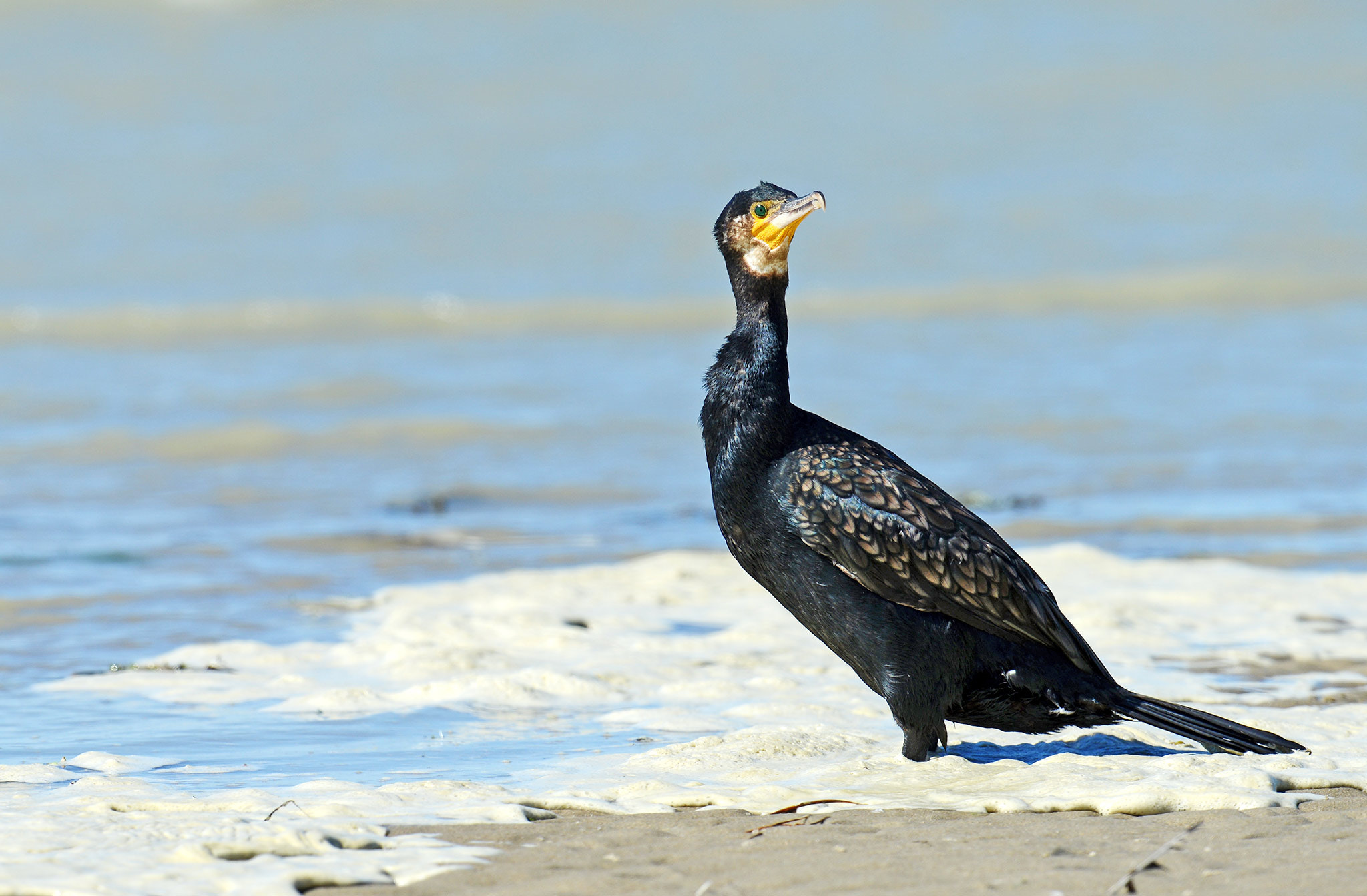 Nikon AF-S Nikkor 500mm F4E FL ED VR sample photo. Grand cormoran photography
