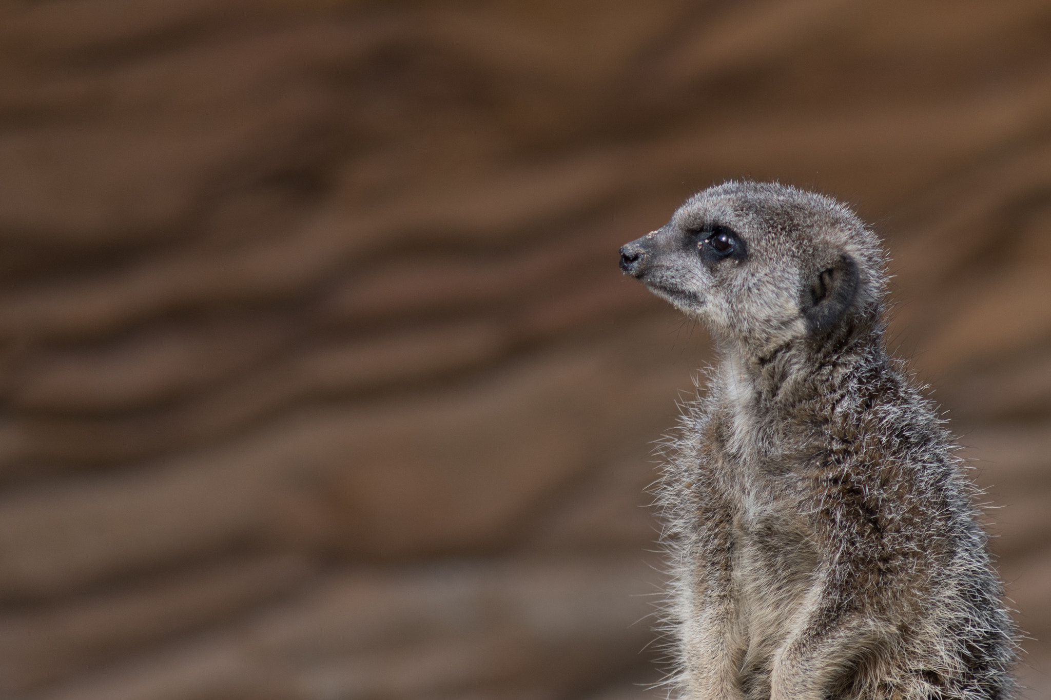 Sigma 70-300mm F4-5.6 APO DG Macro sample photo. Meerkat portrait photography