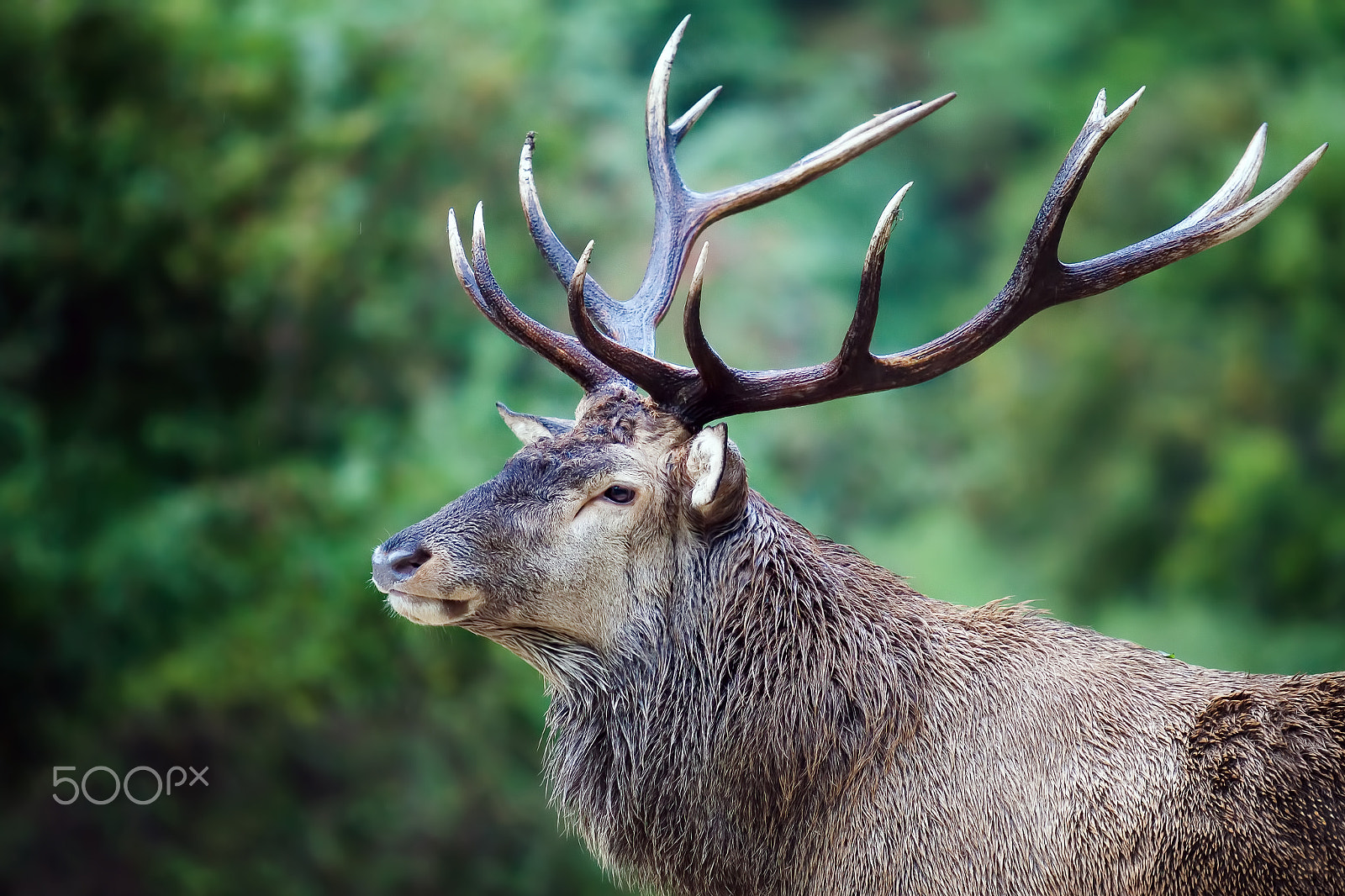 Canon EF 70-200mm F2.8L USM sample photo. Majestic deer photography