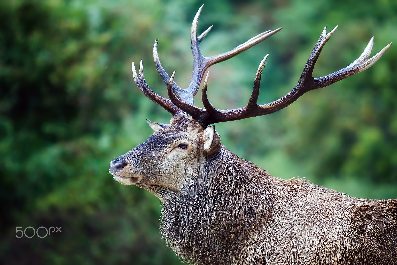 Canon EOS 5D Mark II sample photo. Majestic deer photography