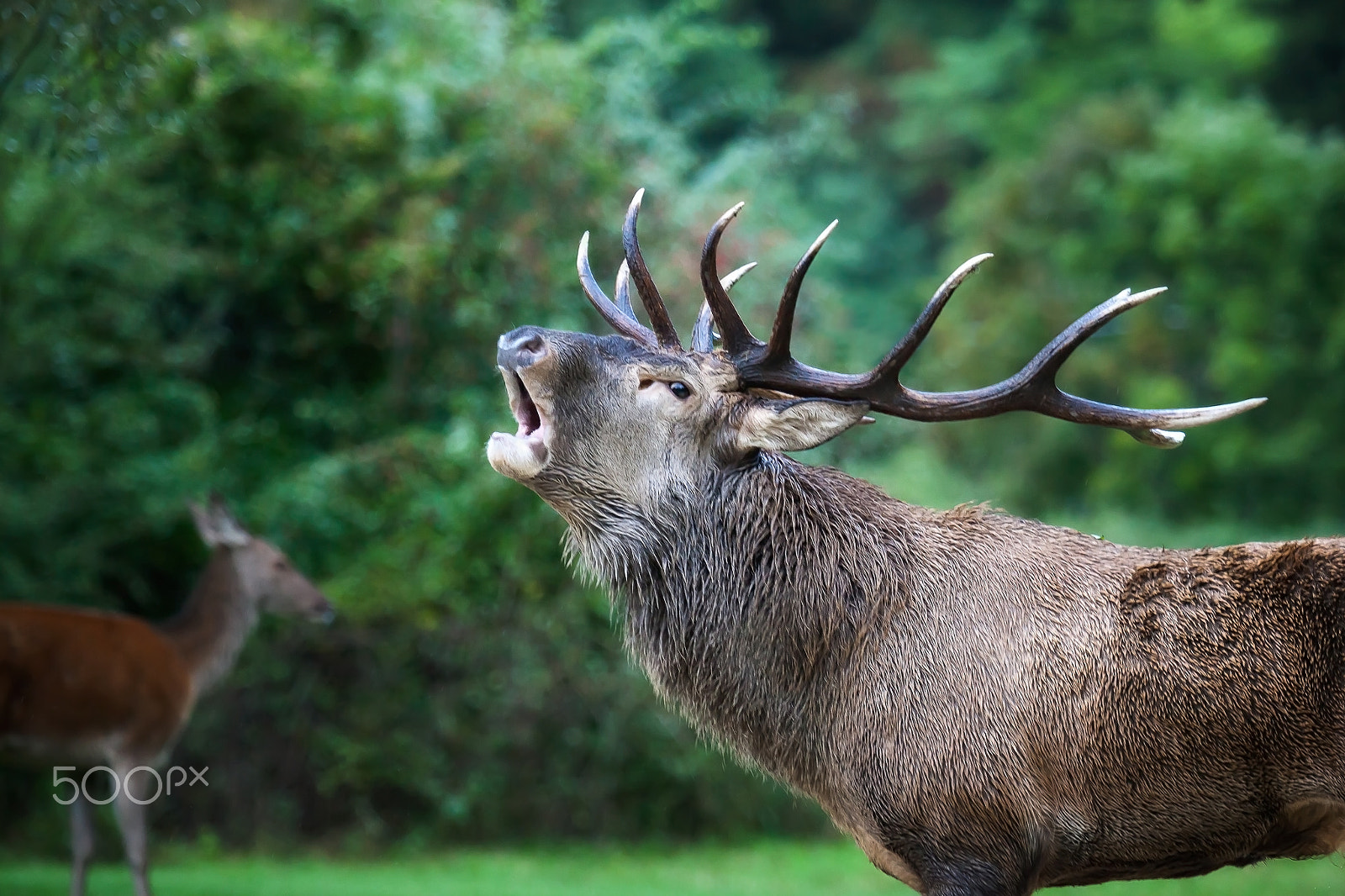 Canon EF 70-200mm F2.8L USM sample photo. Deer in love, bellow photography