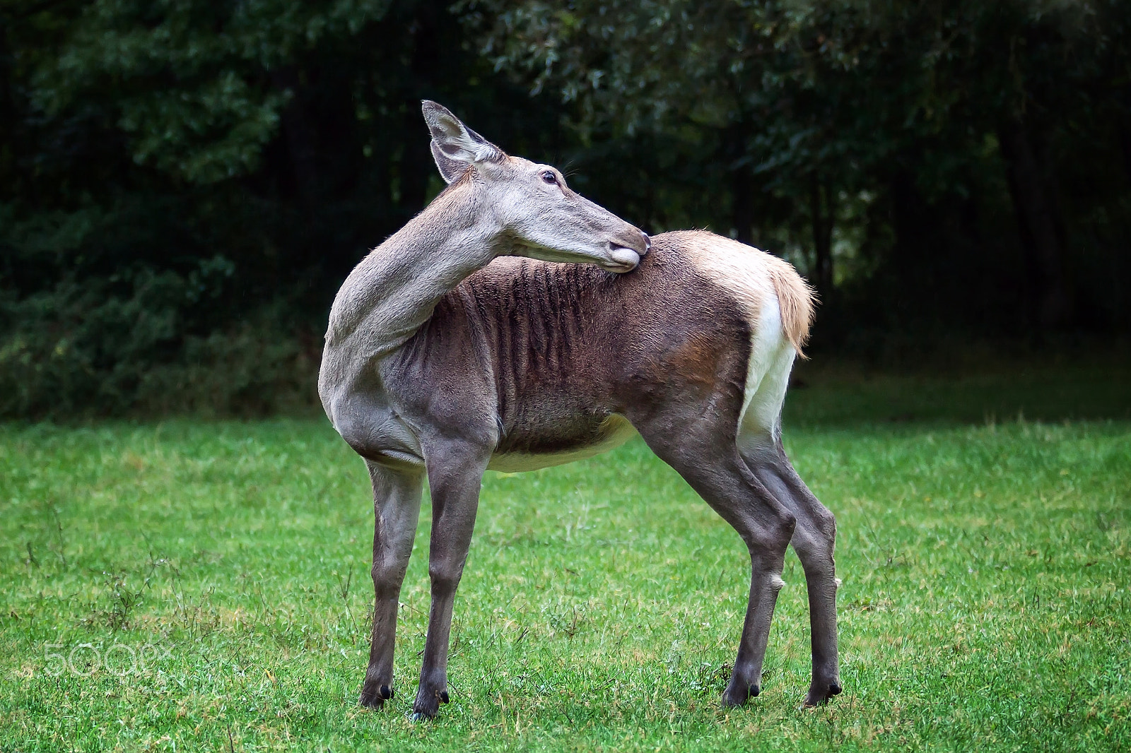 Canon EOS 5D Mark II sample photo. Female deer photography