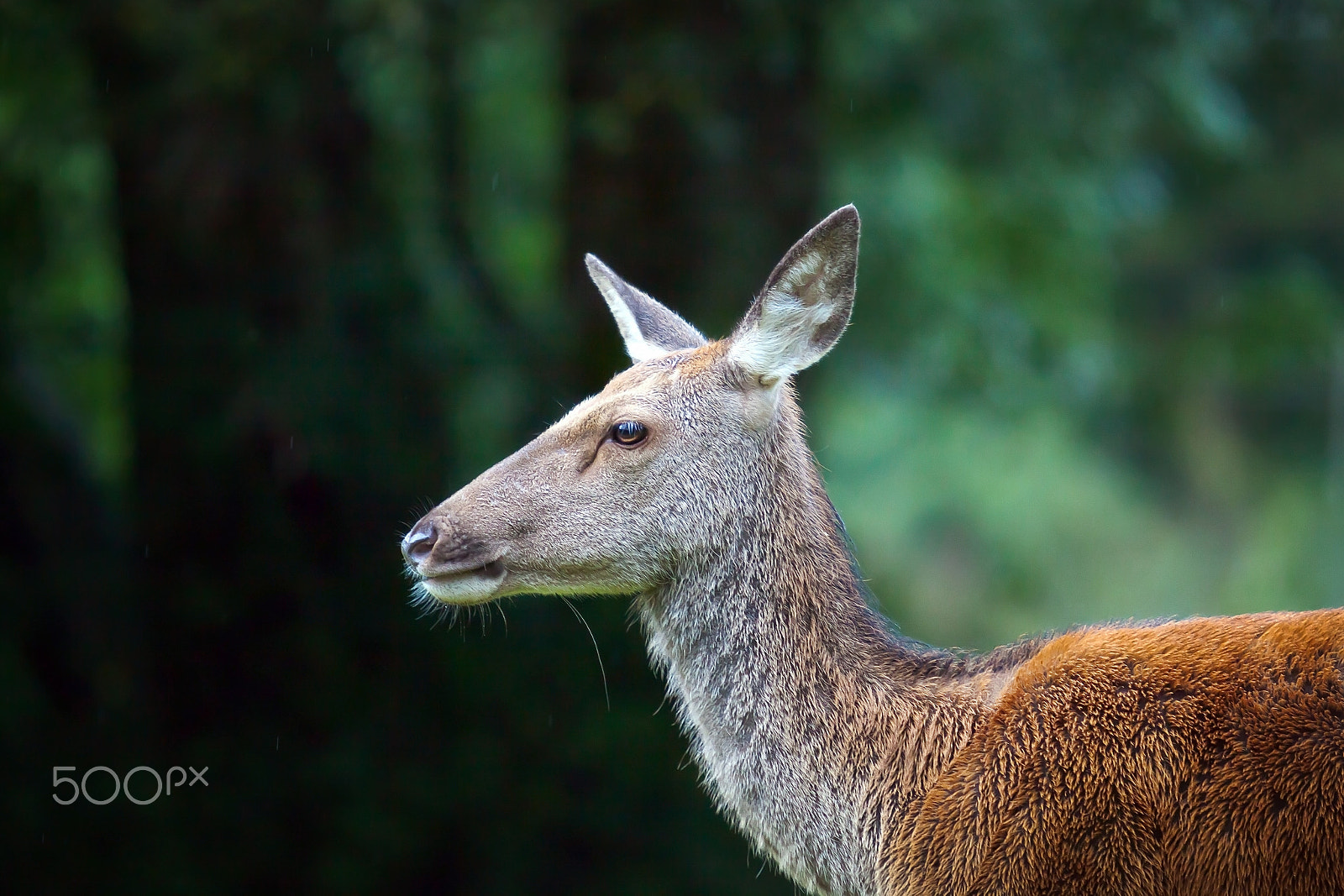 Canon EOS 5D Mark II sample photo. Little deer in the forest photography