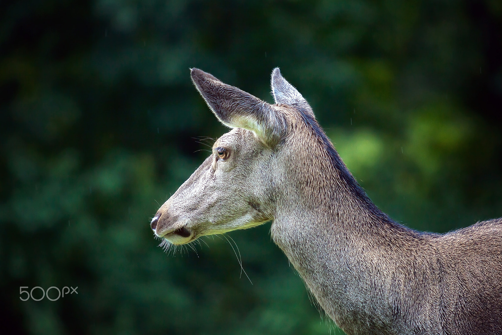 Canon EOS 5D Mark II sample photo. Female deer photography