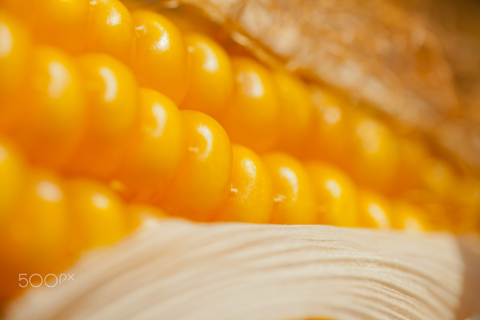 Canon EOS 5D Mark II + Tamron SP AF 90mm F2.8 Di Macro sample photo. Ripe corn photography