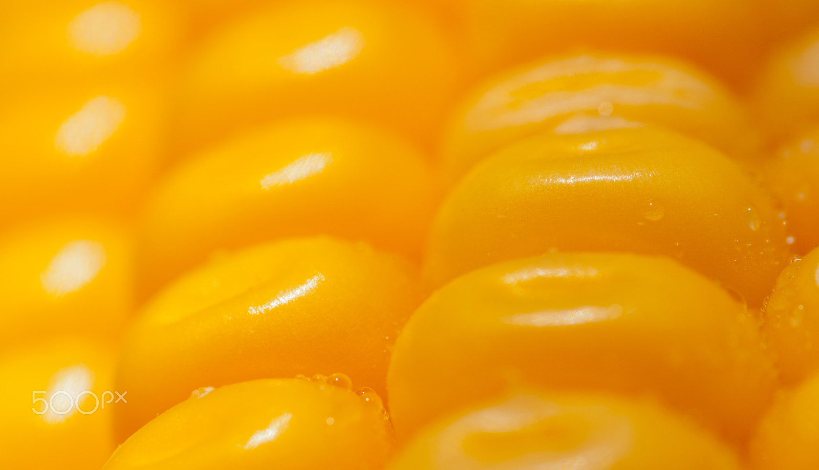 Canon EOS 5D Mark II + Tamron SP AF 90mm F2.8 Di Macro sample photo. Yellow corn photography