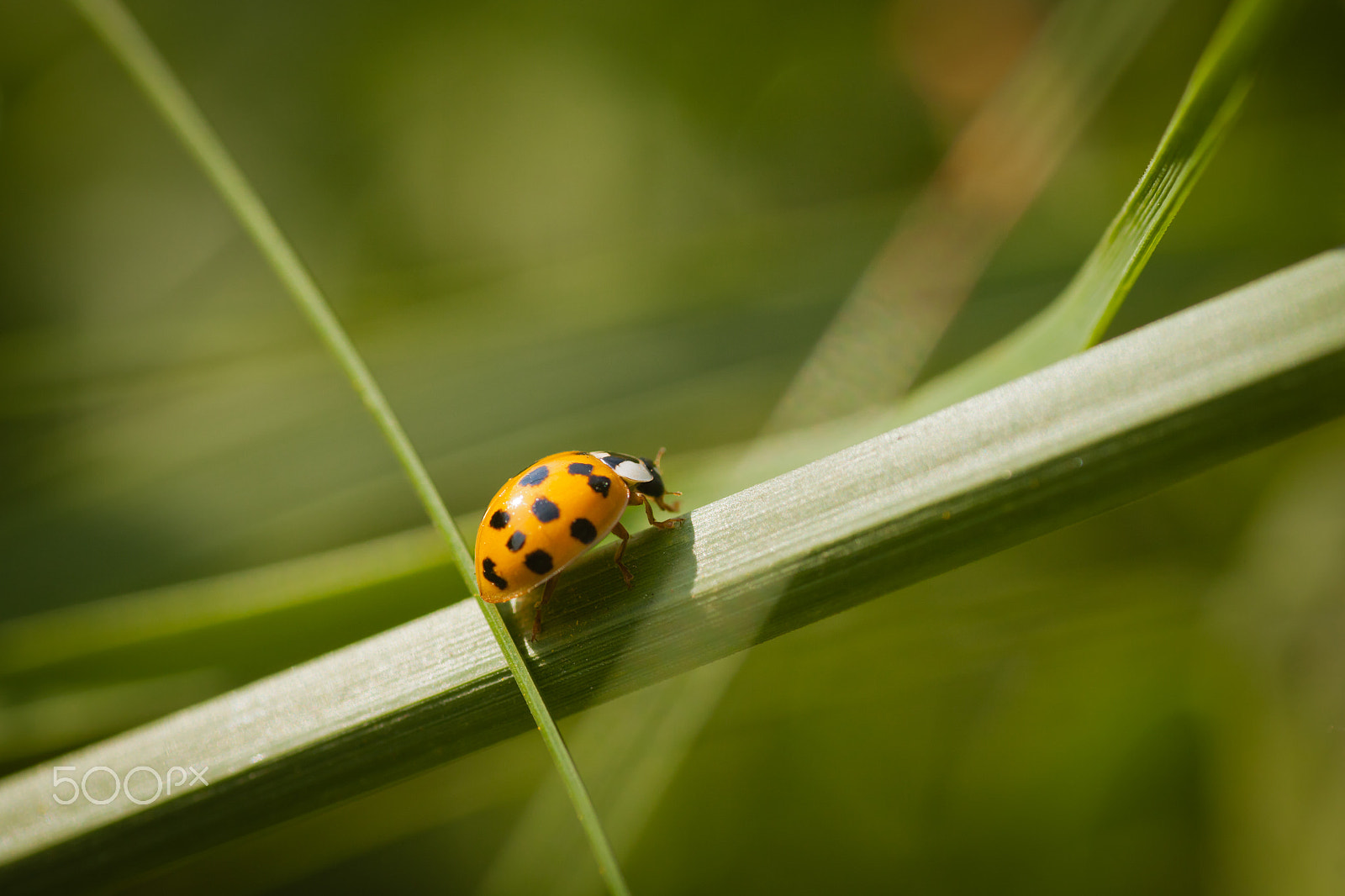 Canon EOS 5D Mark II + Tamron SP AF 90mm F2.8 Di Macro sample photo. Yellow ladybird photography