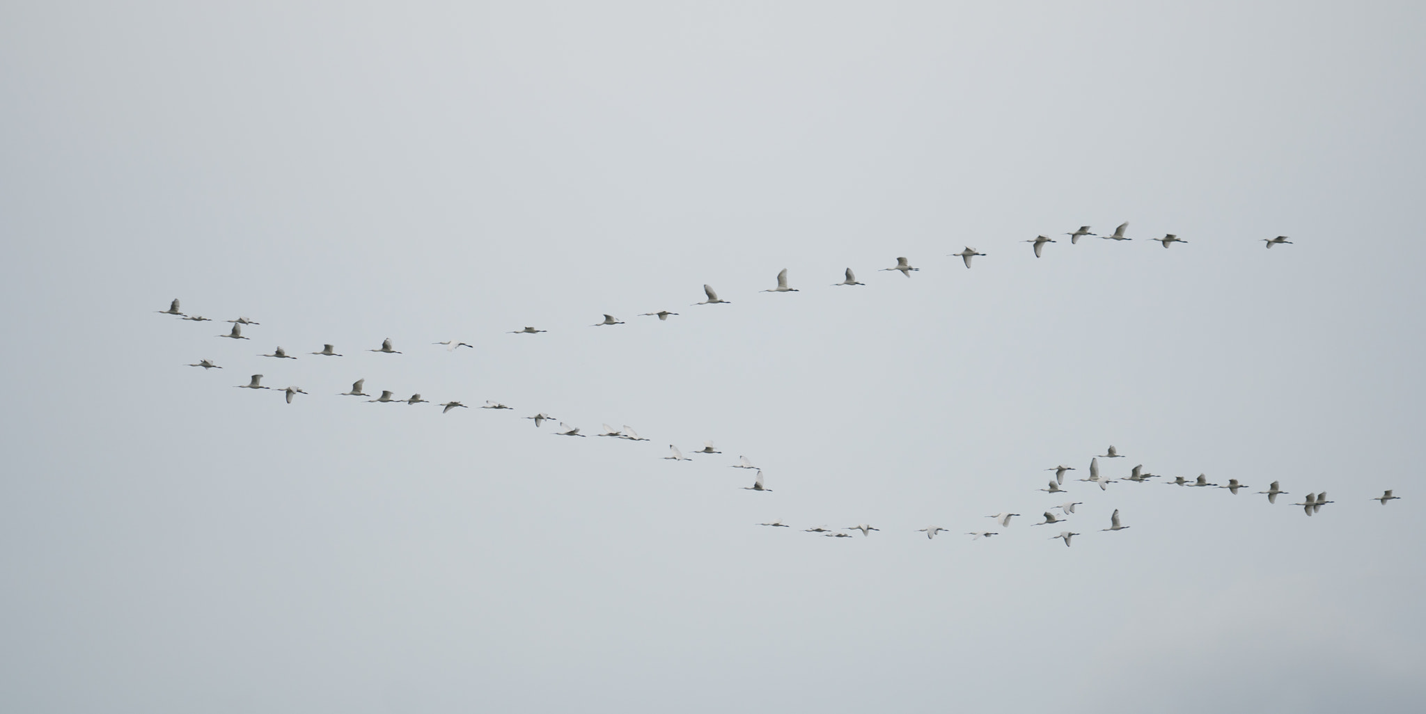 Sony a6300 sample photo. 62 spoonbills in flight photography