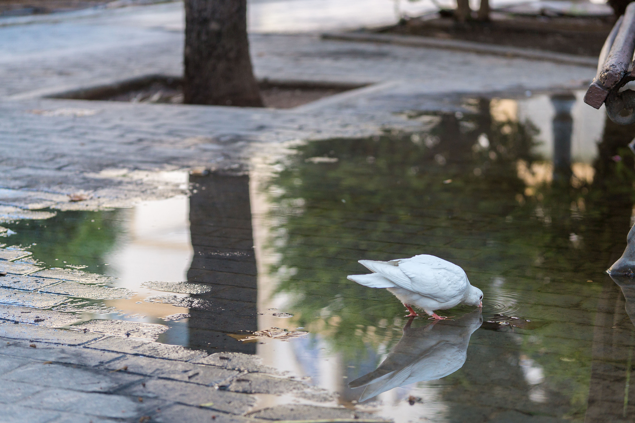 Sony Alpha a5000 (ILCE 5000) + E 60mm F2.8 sample photo. Pigeon drinking photography