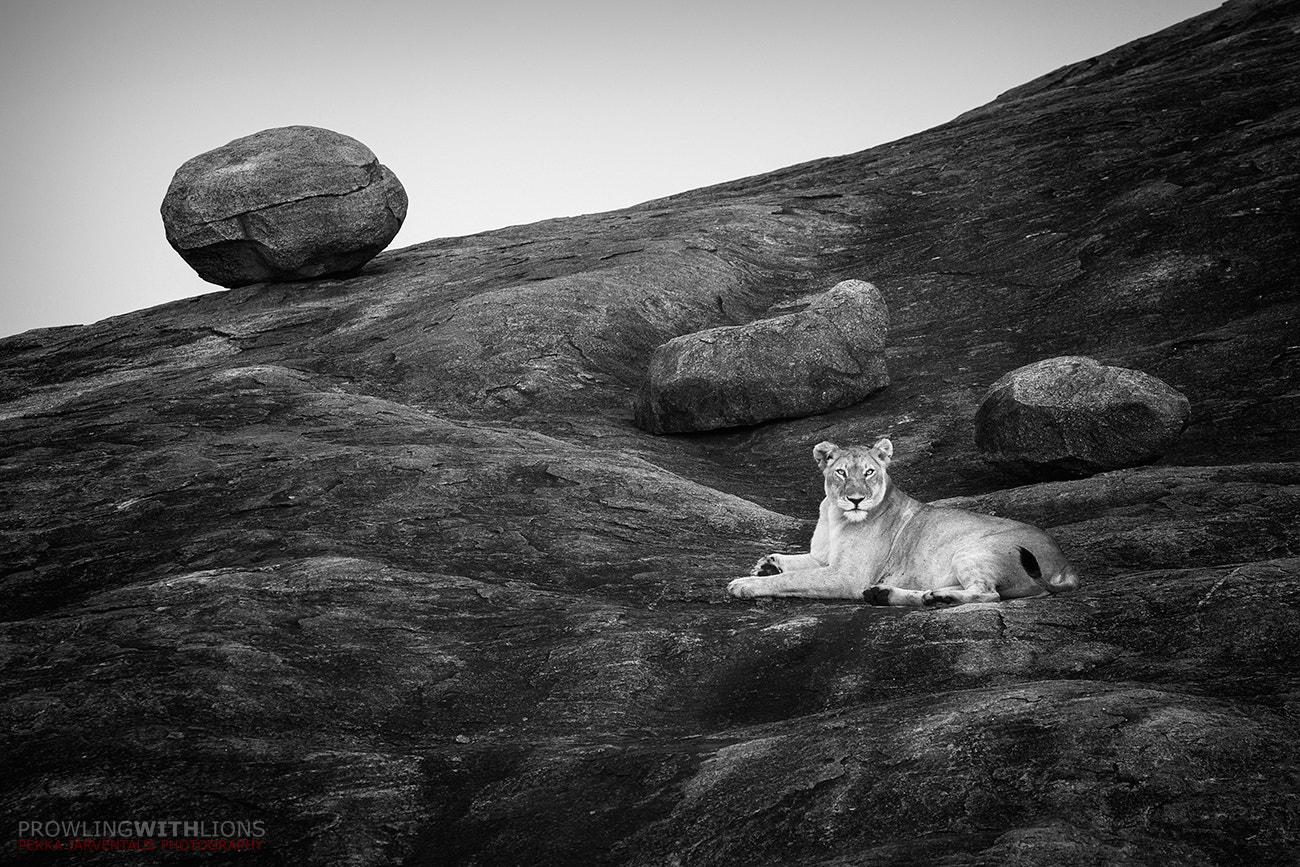 Canon EOS-1Ds Mark II + Canon EF 300mm f/2.8L sample photo. Lioness on the rocks photography