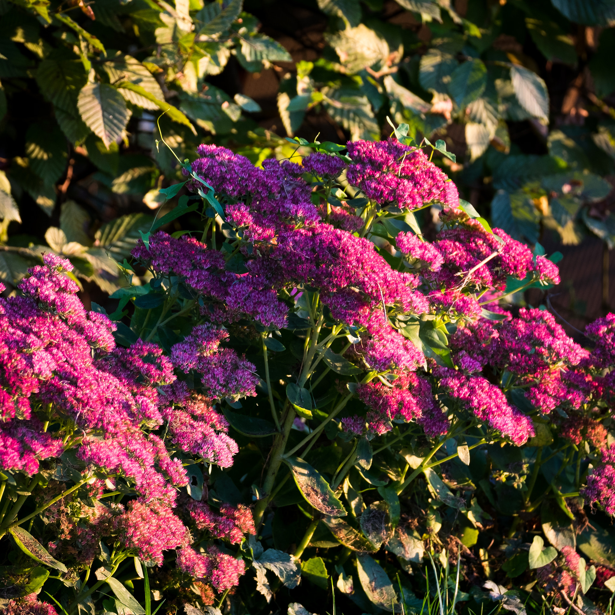 Fujifilm XF 100-400mm F4.5-5.6 R LM OIS WR sample photo. Pink fall photography