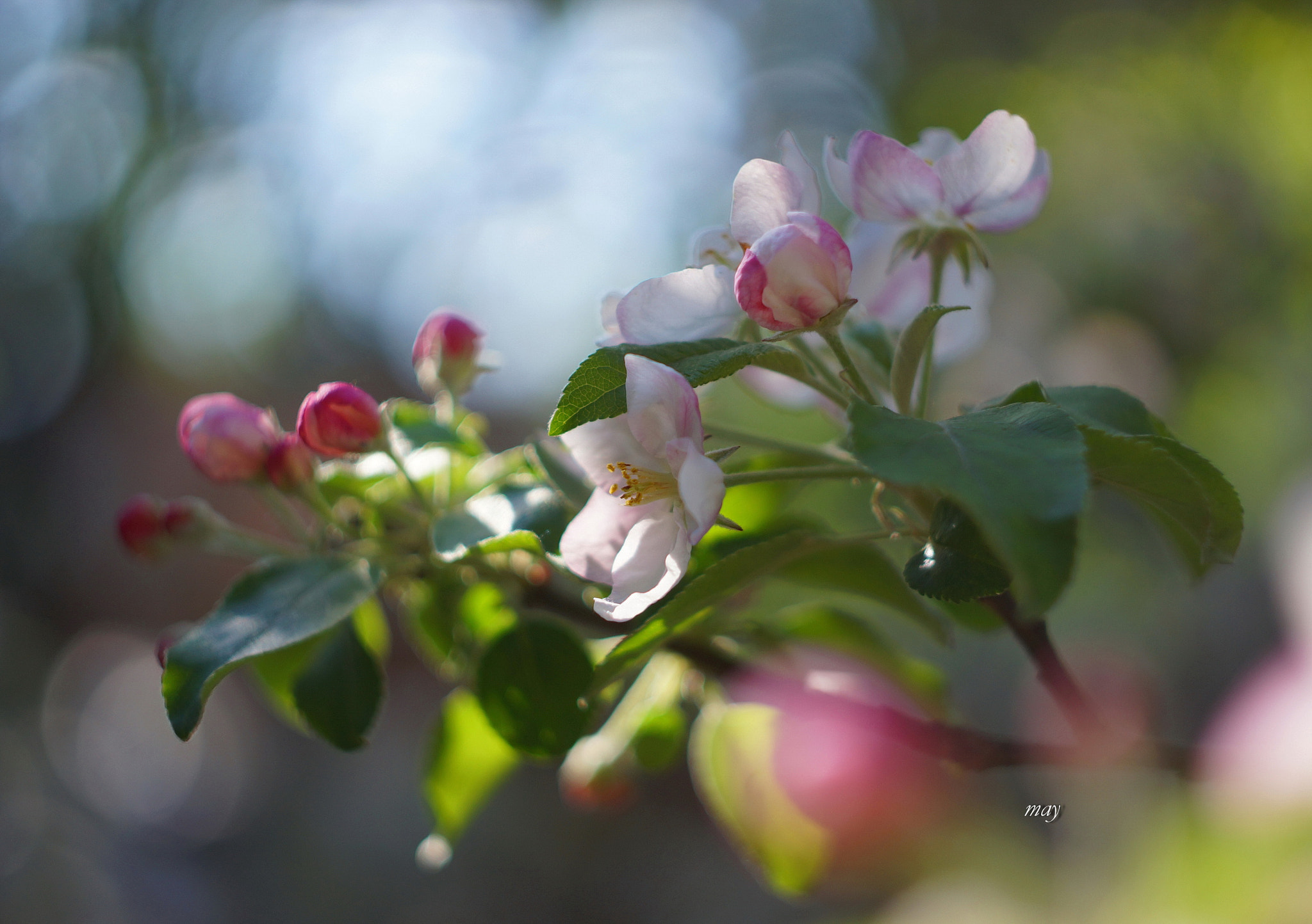 Sony SLT-A65 (SLT-A65V) + Minolta AF 50mm F1.7 sample photo. Apple tree in bloom photography