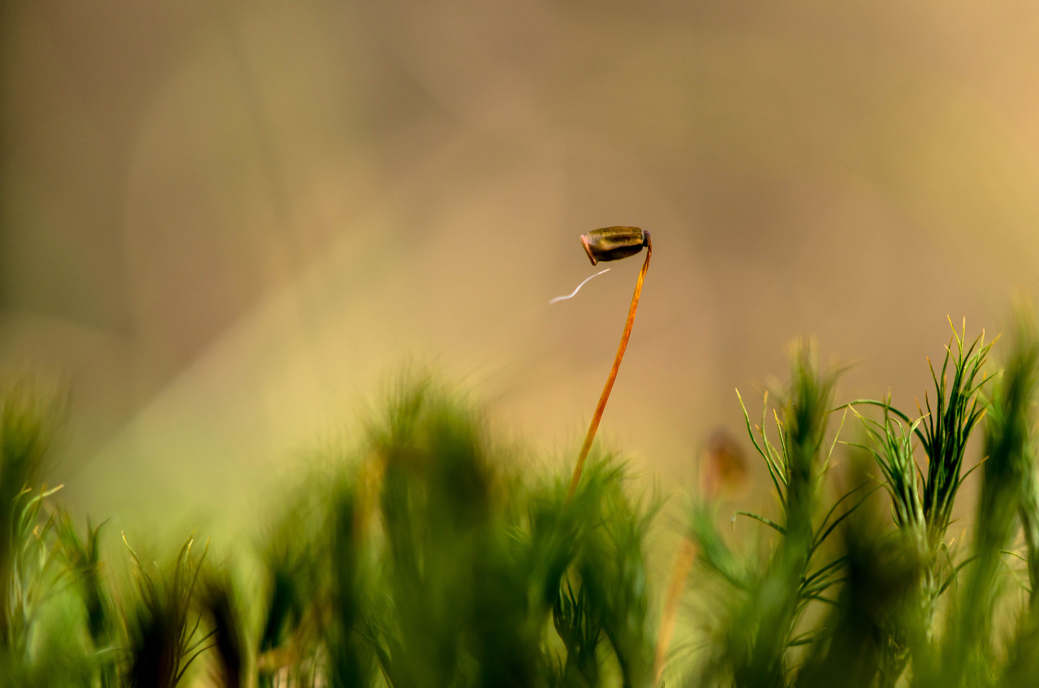 Nikon AF-S DX Micro-Nikkor 85mm F3.5G ED VR sample photo. Moss photography