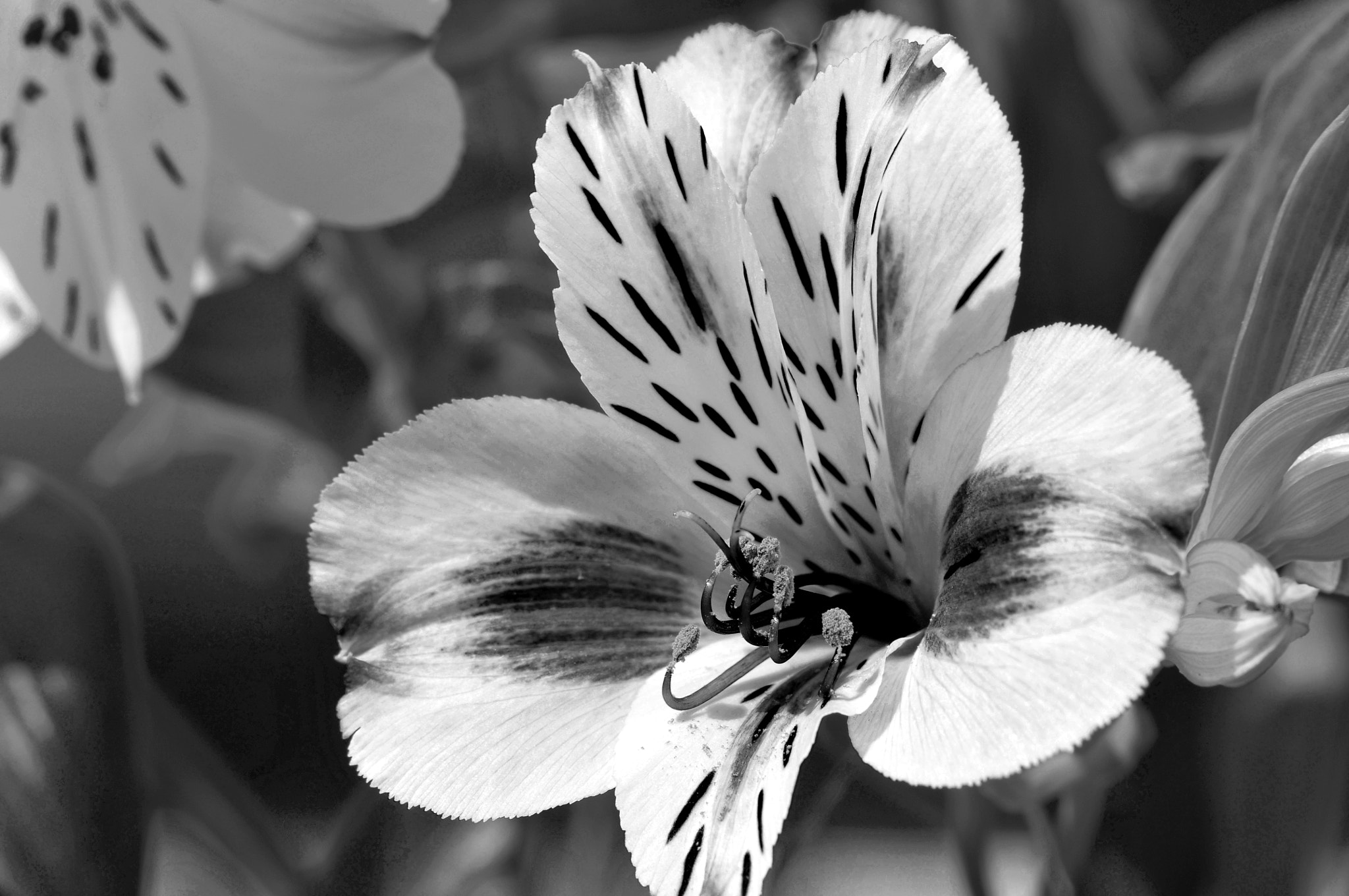 AF Micro-Nikkor 105mm f/2.8 sample photo. Цветок photography