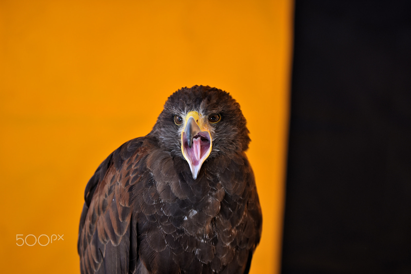 Tamron SP 70-200mm F2.8 Di VC USD sample photo. Angry bird photography