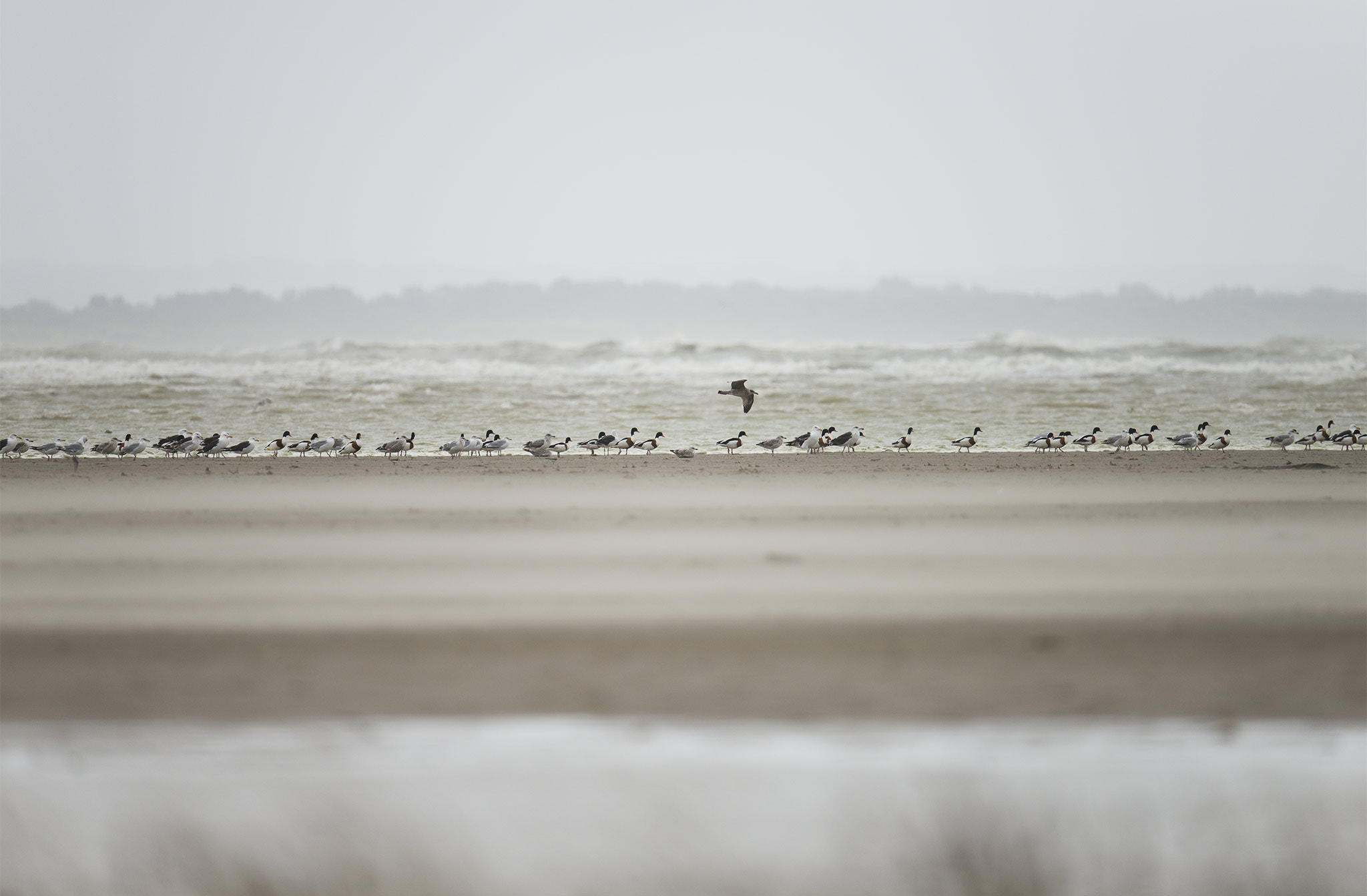 Nikon AF-S Nikkor 500mm F4E FL ED VR sample photo. Grandes marées baie de somme photography