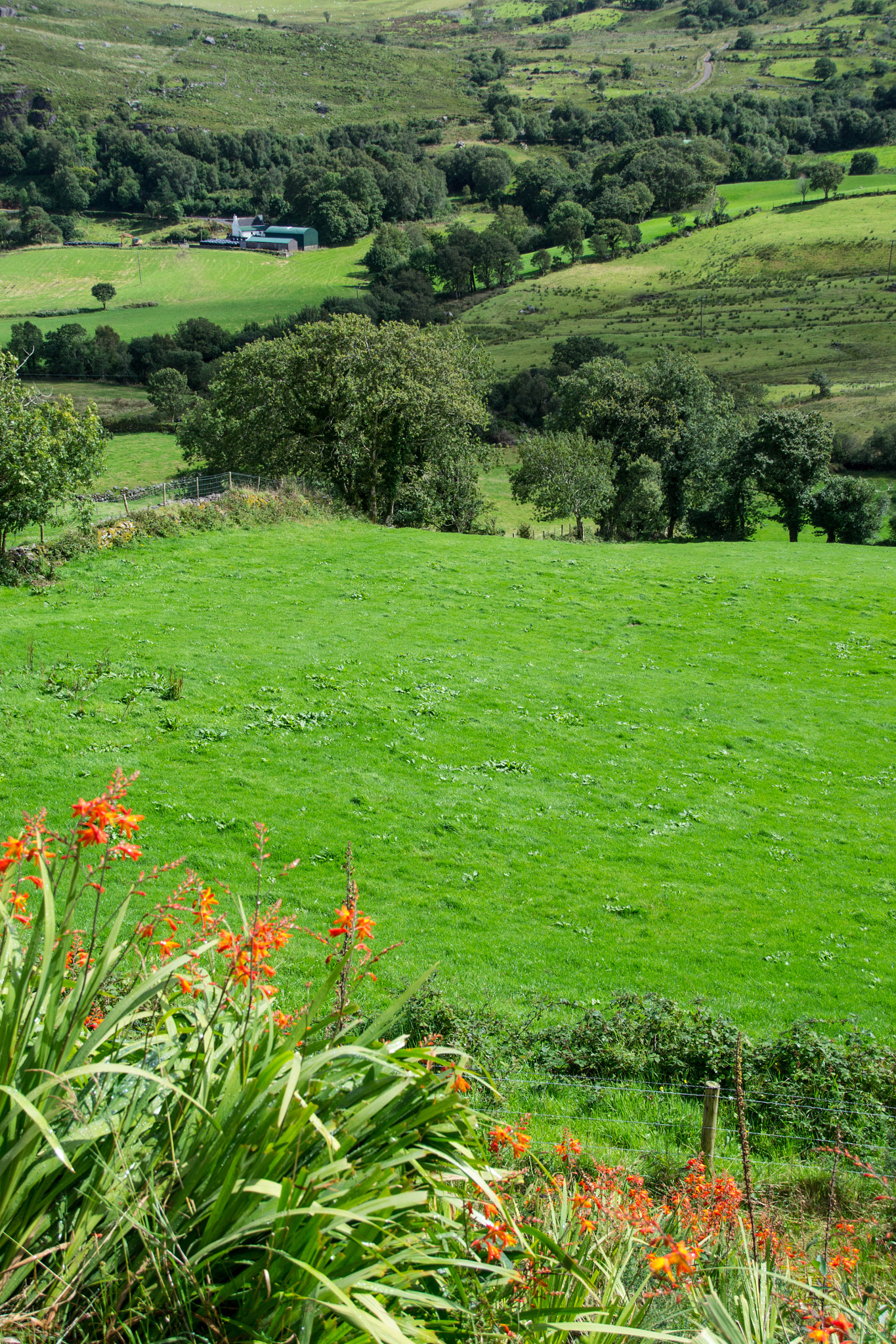 Sigma 18-200mm F3.5-6.3 II DC OS HSM sample photo. Green grass photography