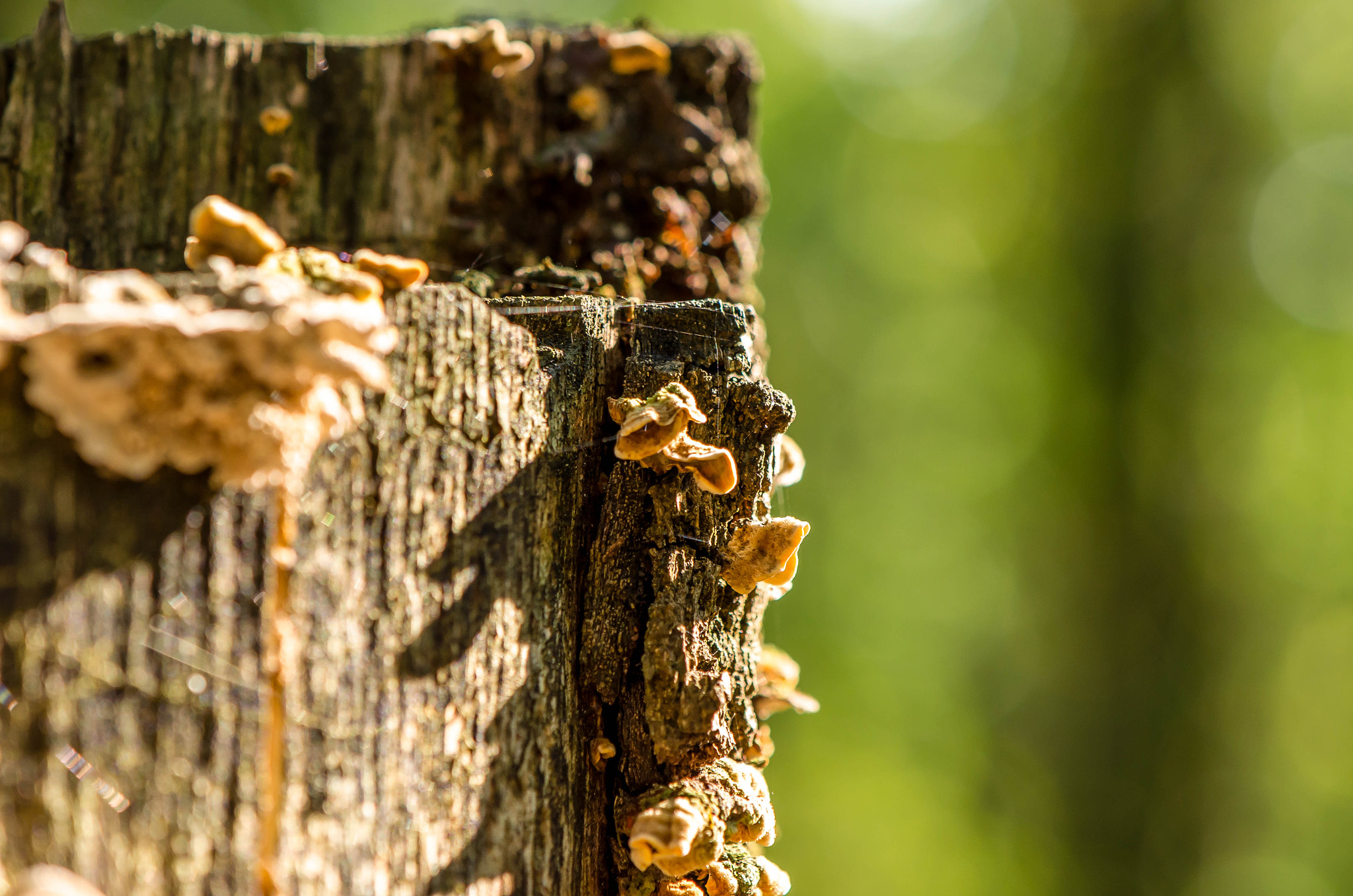 Nikon AF-S DX Micro-Nikkor 85mm F3.5G ED VR sample photo. Mushrooms photography