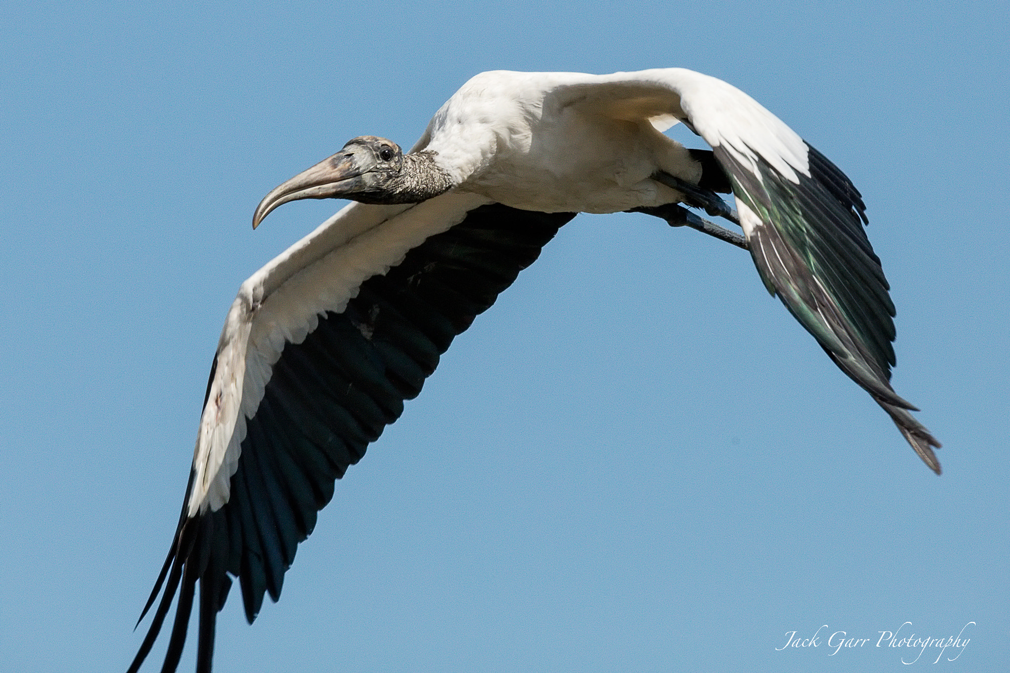 Canon EOS 5DS + 150-600mm F5-6.3 DG OS HSM | Sports 014 sample photo. Wood stork in flight photography
