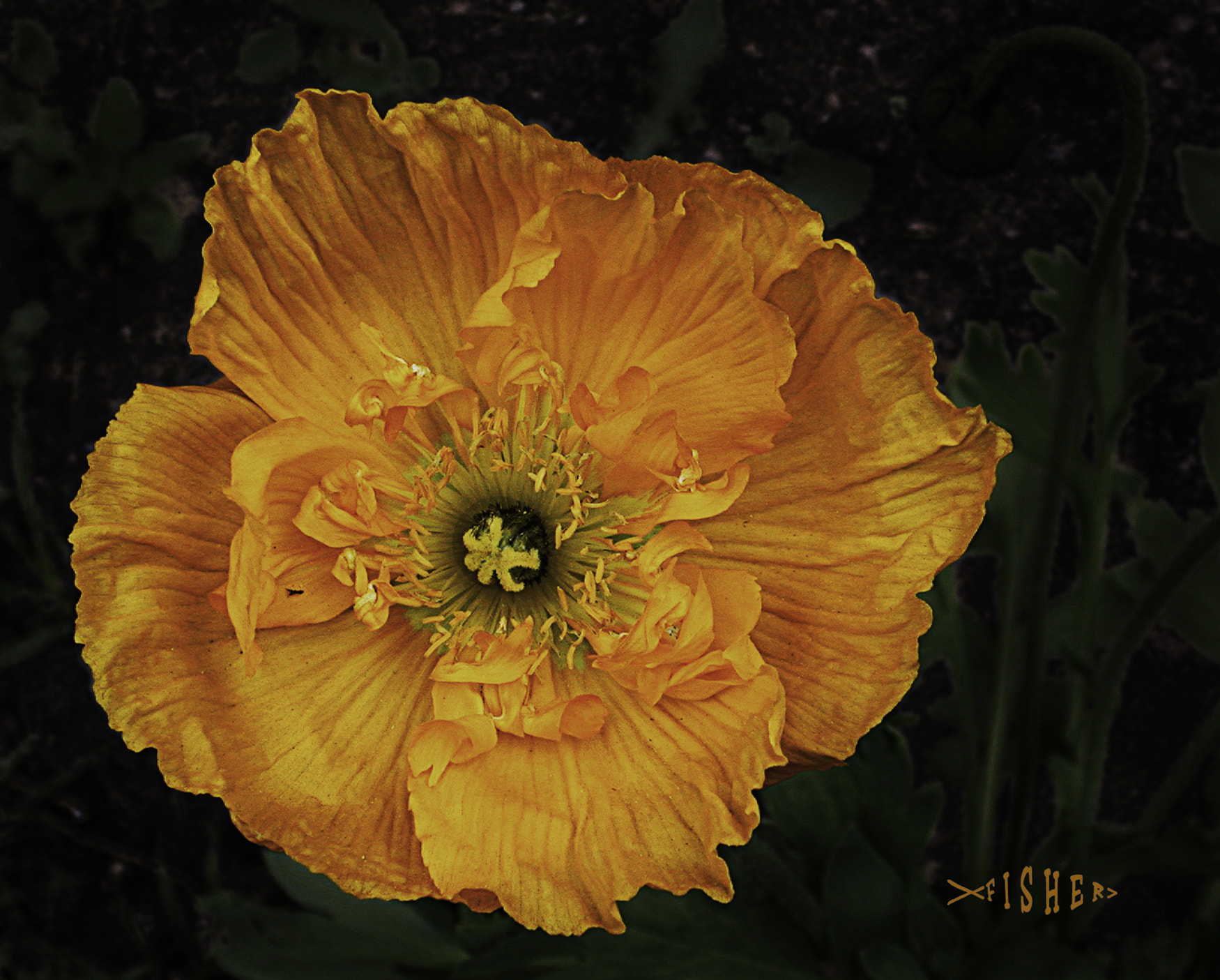 Nikon E995 sample photo. Poppy flower photography