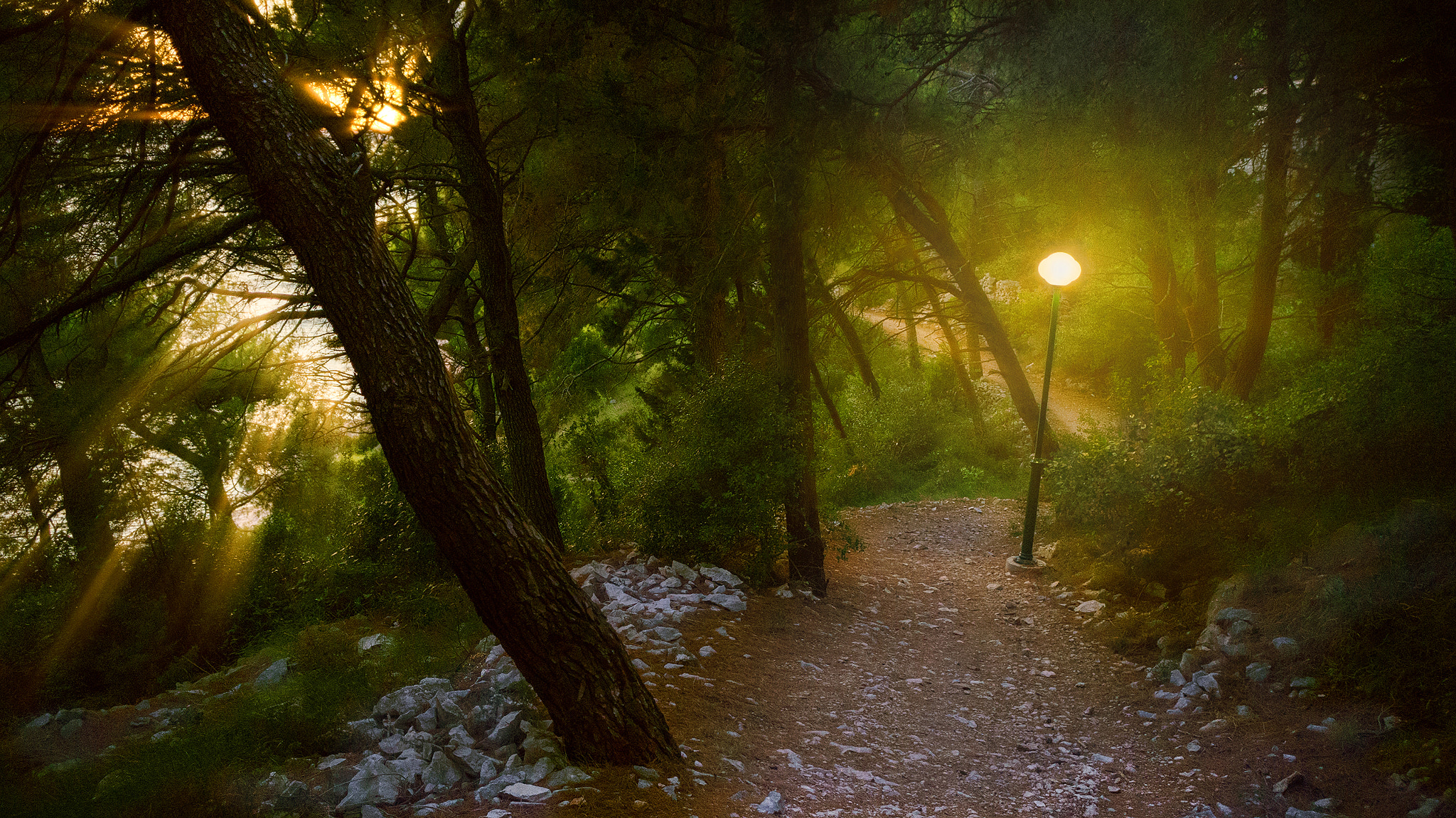 Sony Alpha NEX-6 sample photo. On a forest footpath photography