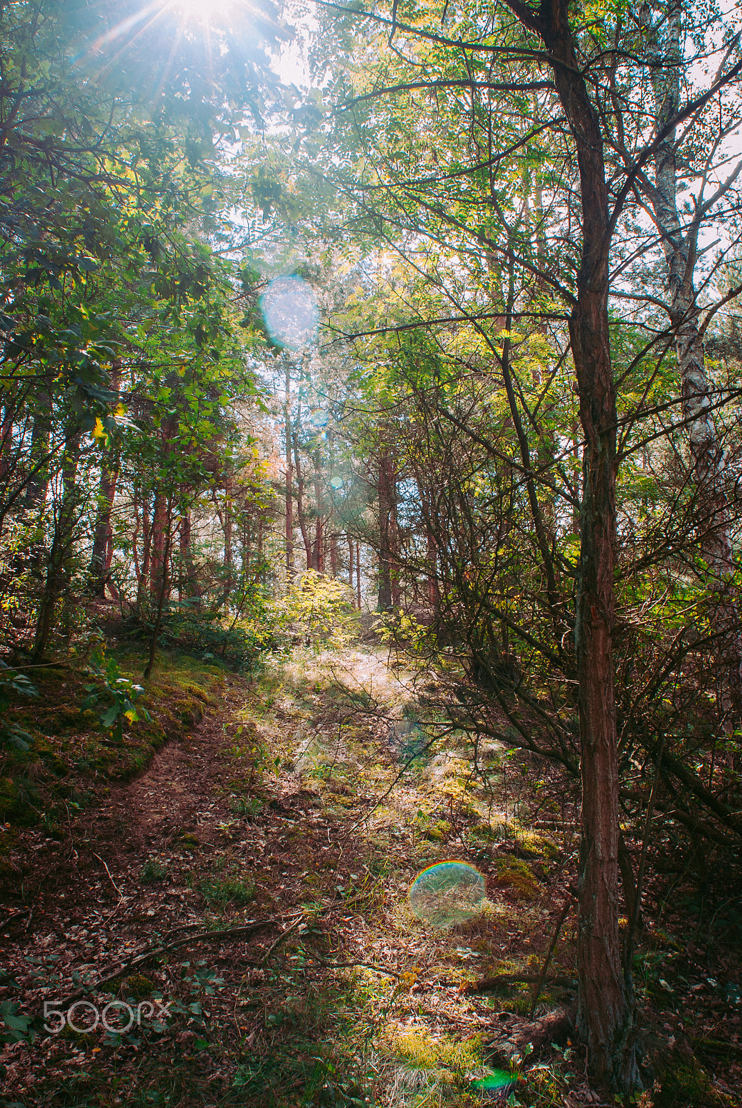 Nikon D80 + Nikon AF Nikkor 20mm F2.8D sample photo. Light in the forest photography