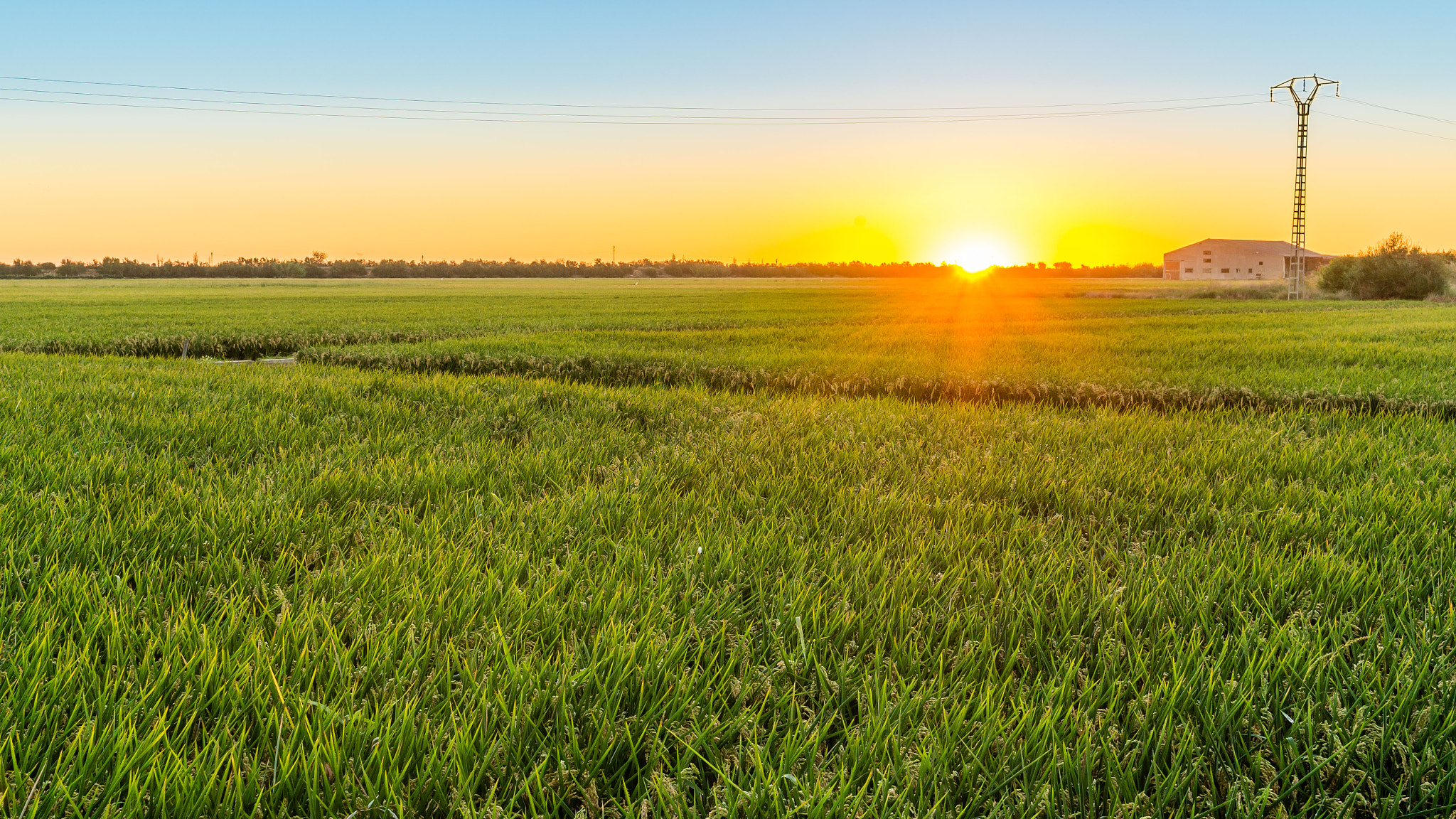 Sony Alpha a5000 (ILCE 5000) + Sigma 30mm F2.8 EX DN sample photo. Sunrise in rice photography