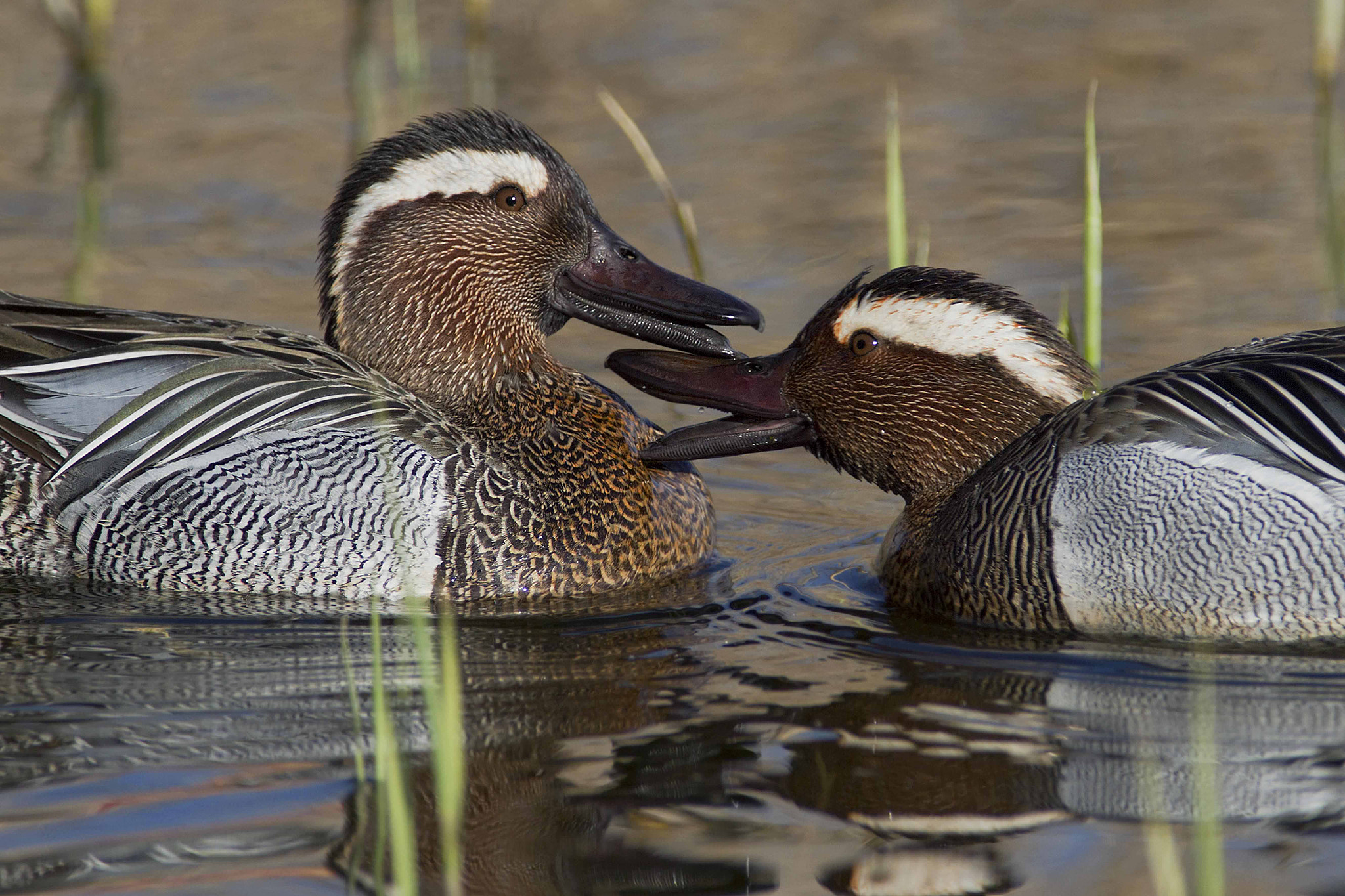 Canon EOS 7D + Canon EF 300mm f/2.8L + 1.4x sample photo. Fight garganey tails photography