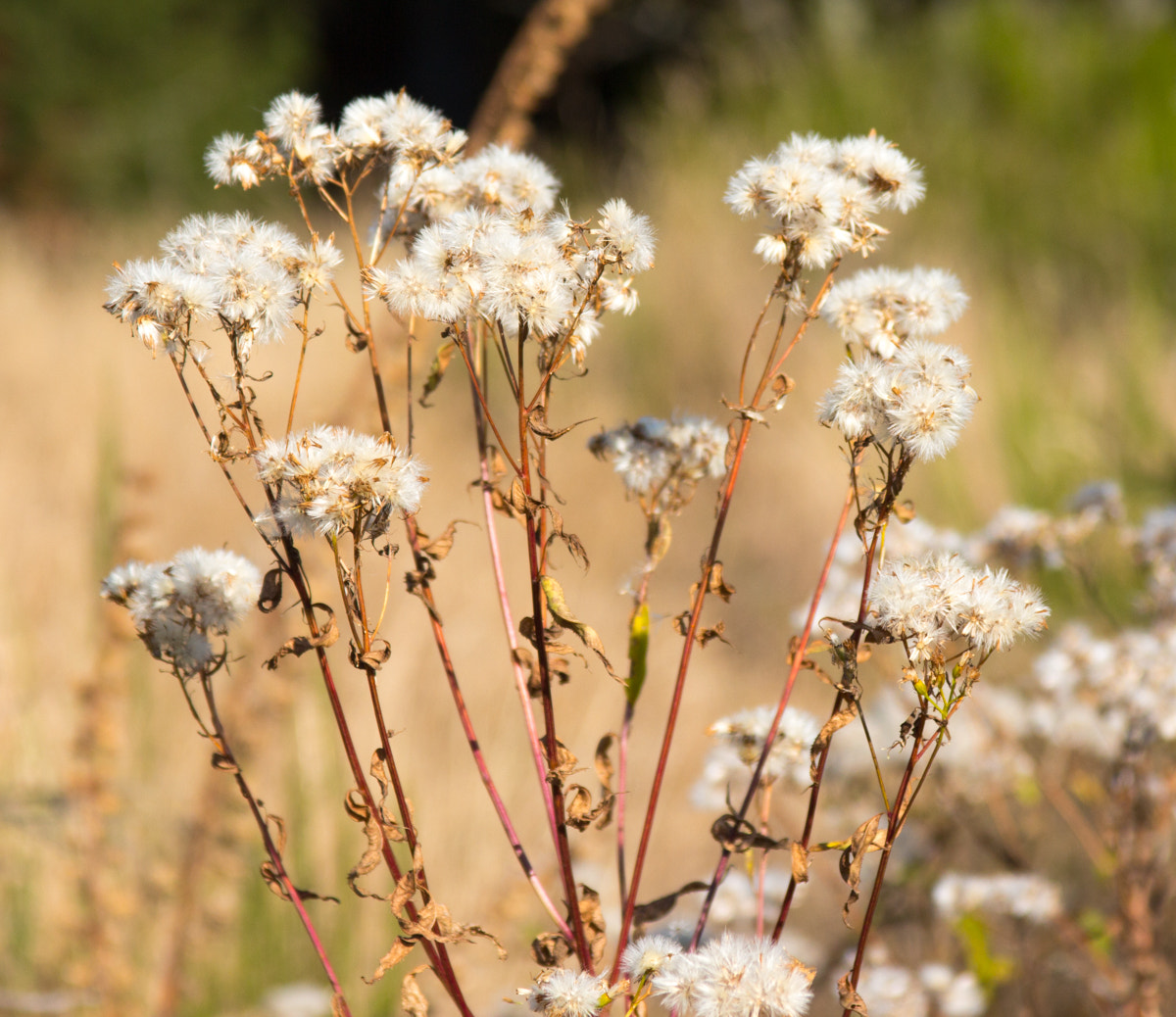 Canon EF 28-135mm F3.5-5.6 IS USM sample photo. Fleur blanche photography