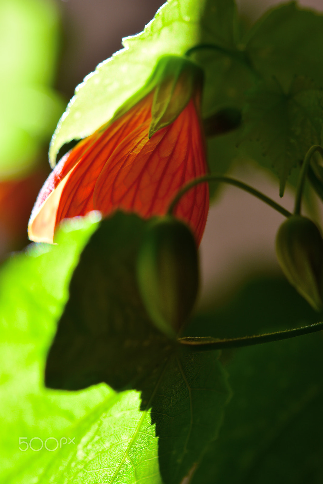Nikon AF-S Micro-Nikkor 60mm F2.8G ED sample photo. Maple photography