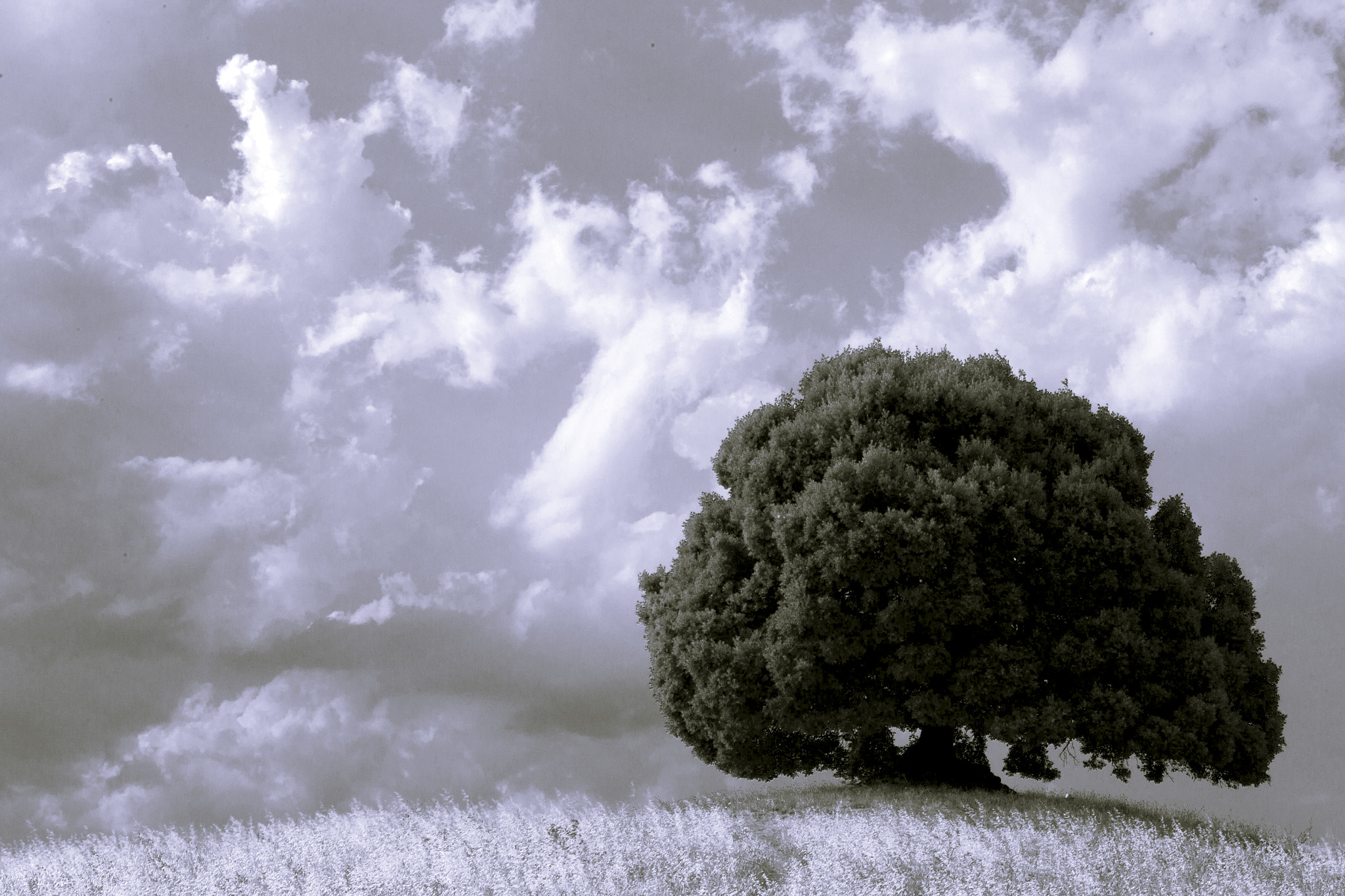 Canon EOS-1D Mark IV sample photo. Tuscan tree photography