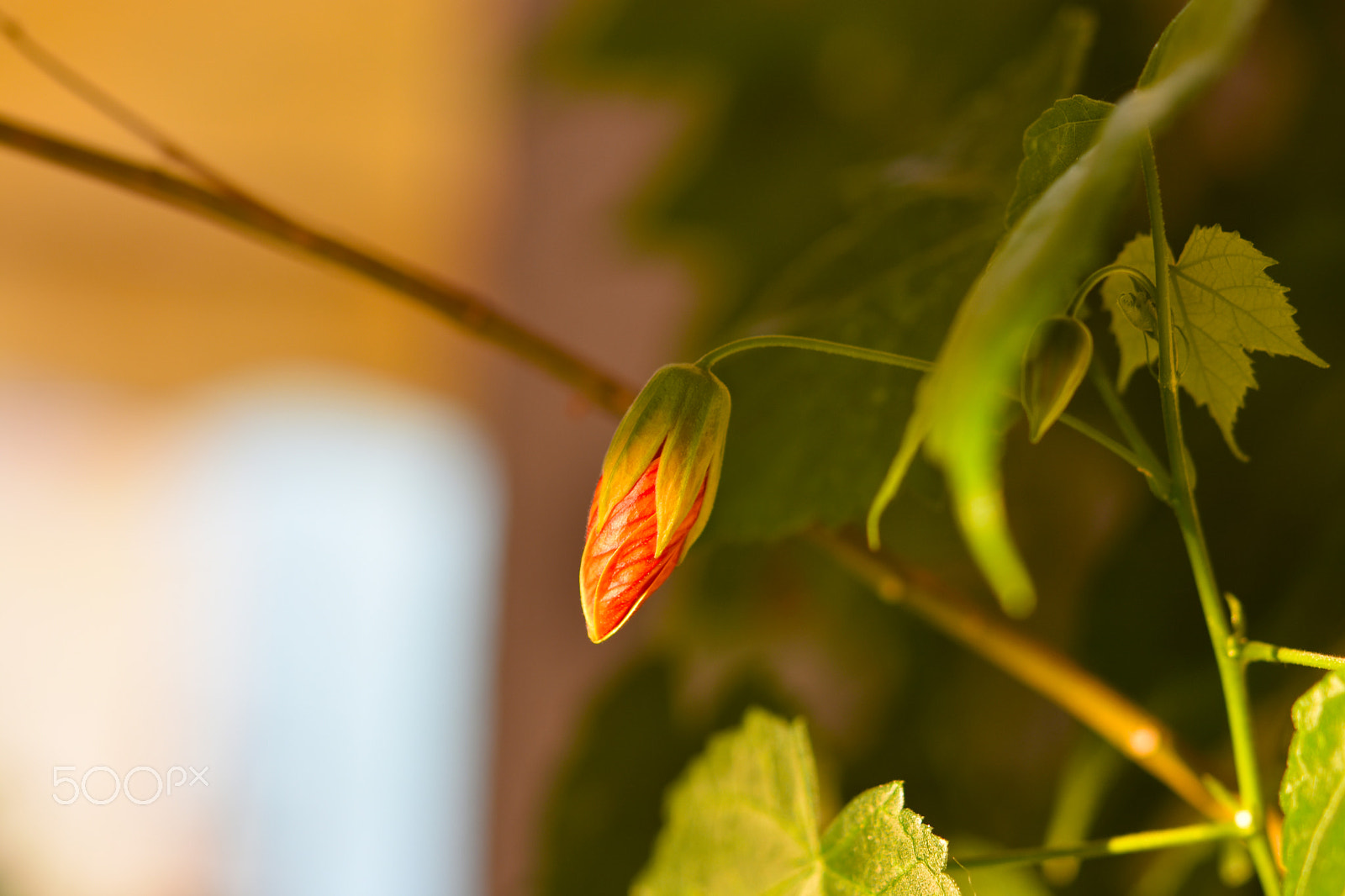 Nikon AF-S Micro-Nikkor 60mm F2.8G ED sample photo. Maple photography