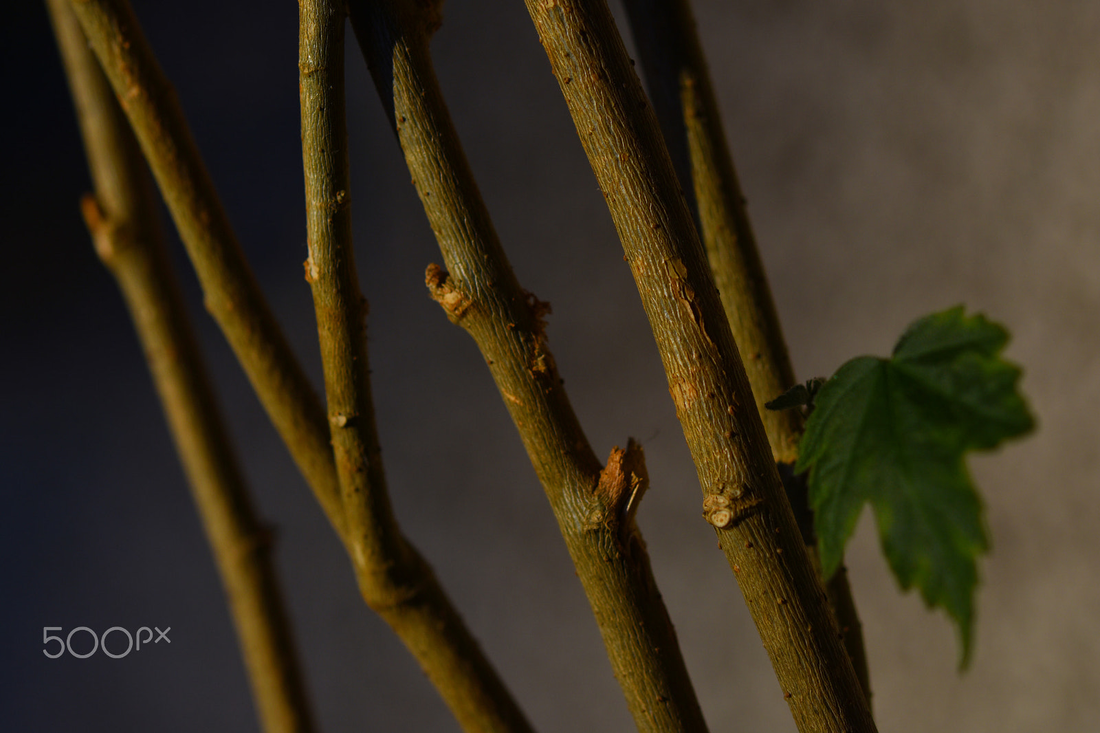 Nikon AF-S Micro-Nikkor 60mm F2.8G ED sample photo. Maple photography