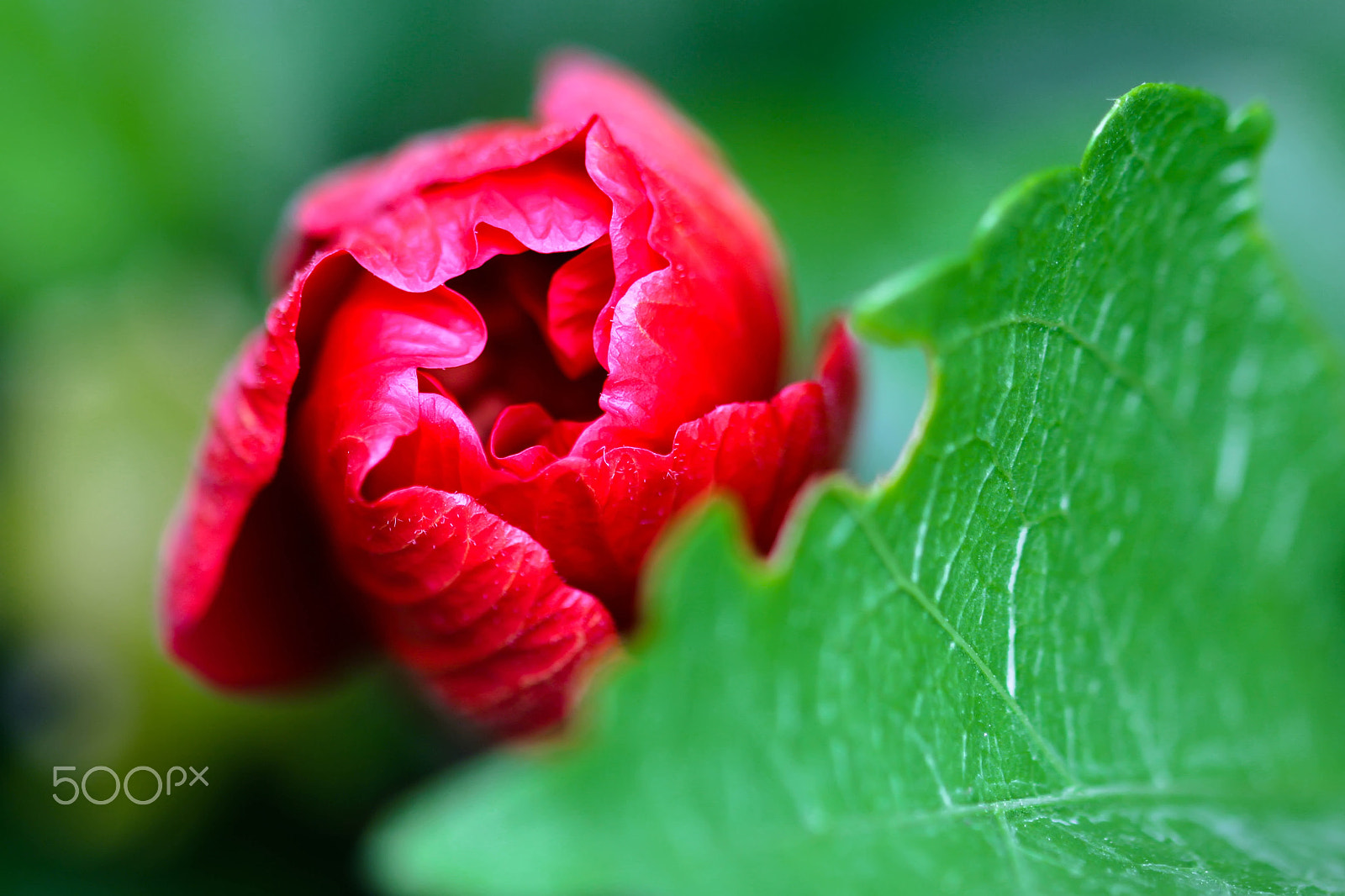 Sigma 105mm F2.8 EX DG OS HSM sample photo. Surprise!! photography