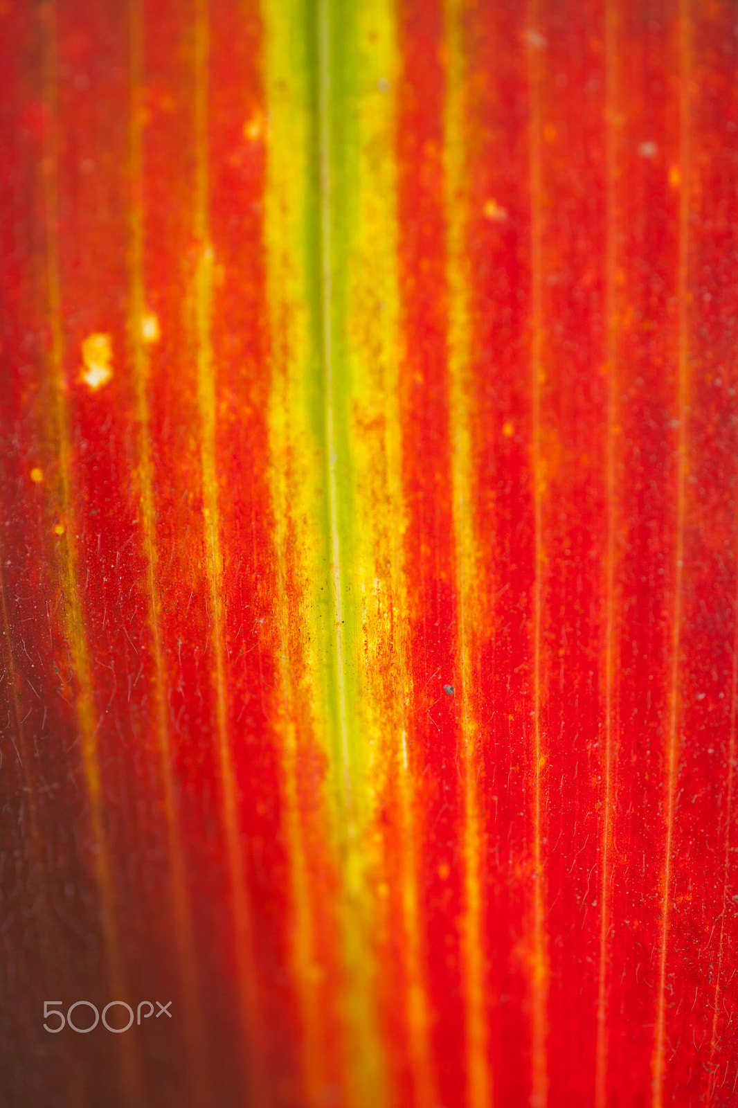 Tamron SP AF 90mm F2.8 Di Macro sample photo. Color eq photography