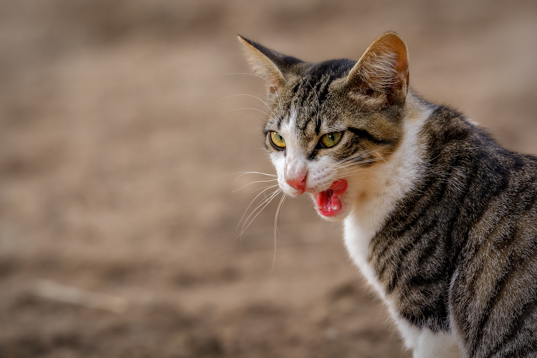 Tamron SP 70-200mm F2.8 Di VC USD sample photo. Max photography