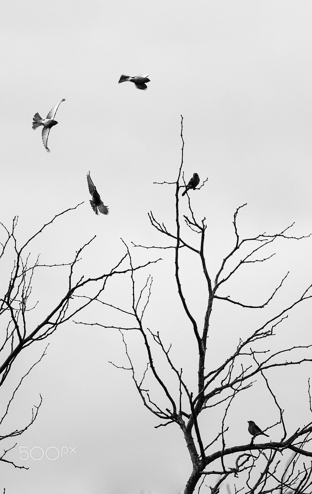 Canon EF 70-300mm F4-5.6L IS USM sample photo. Circle of flight photography