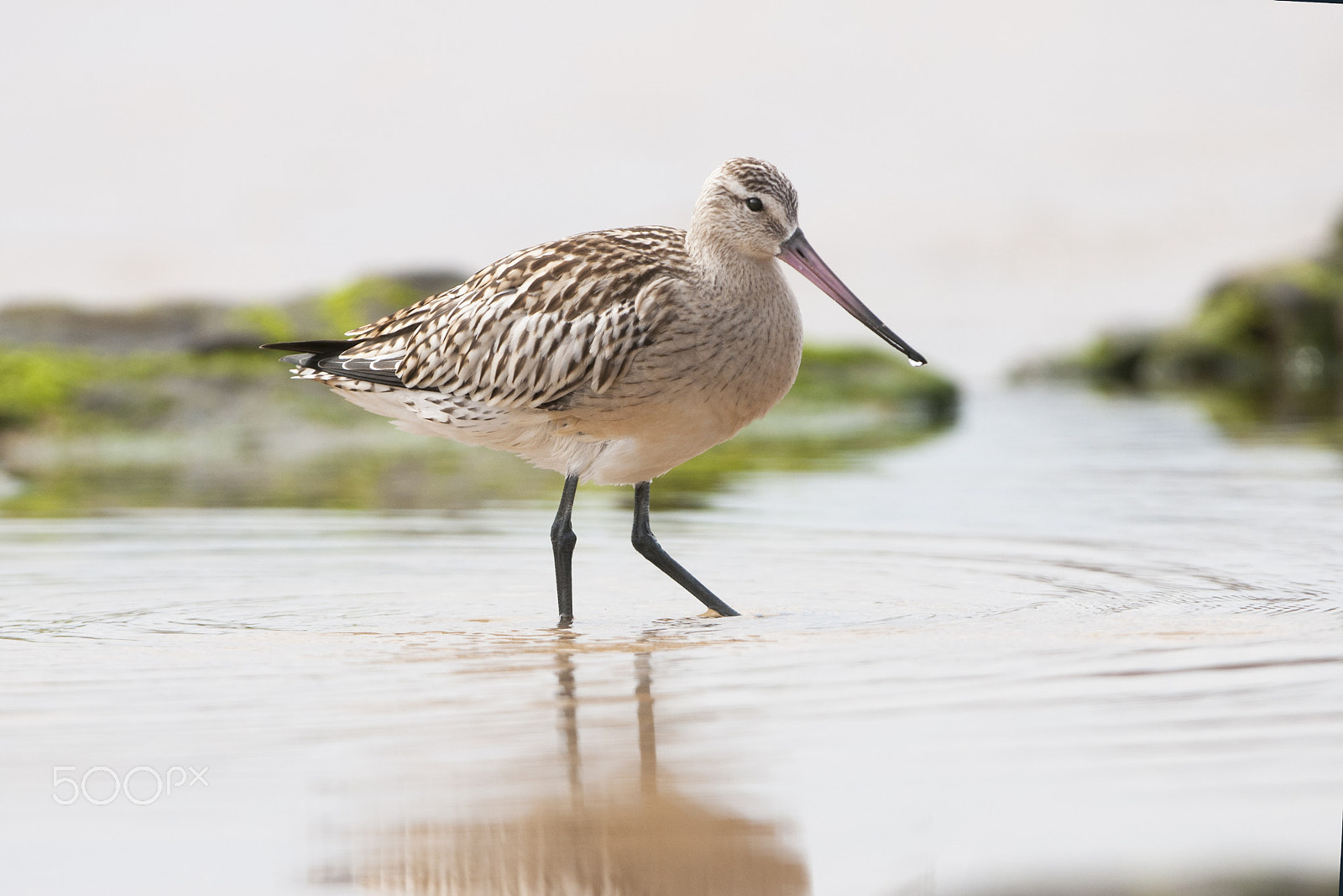 Nikon AF-S Nikkor 200-400mm F4G ED-IF VR sample photo. Limosa lapponica photography