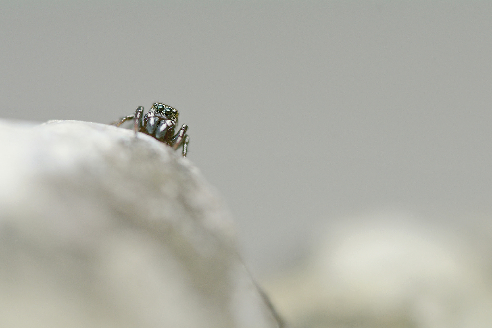 Pentax K-7 sample photo. Heliophanus auratus - salticidae photography