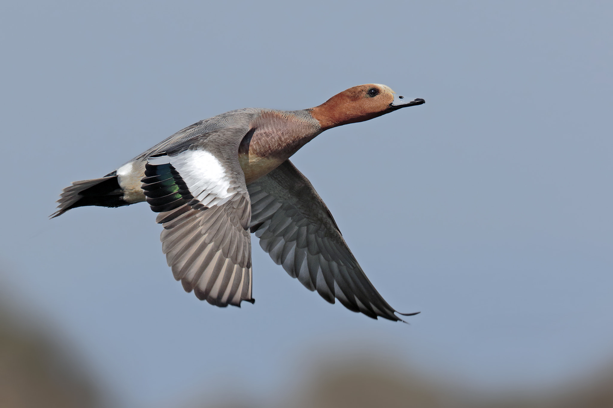 Canon EF 300mm F2.8L IS II USM sample photo. Widgeon photography