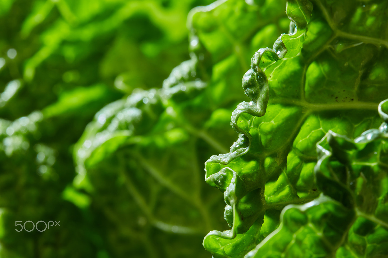 Canon EOS 5DS R + Canon EF 100mm F2.8 Macro USM sample photo. Savoy cabbage texture photography