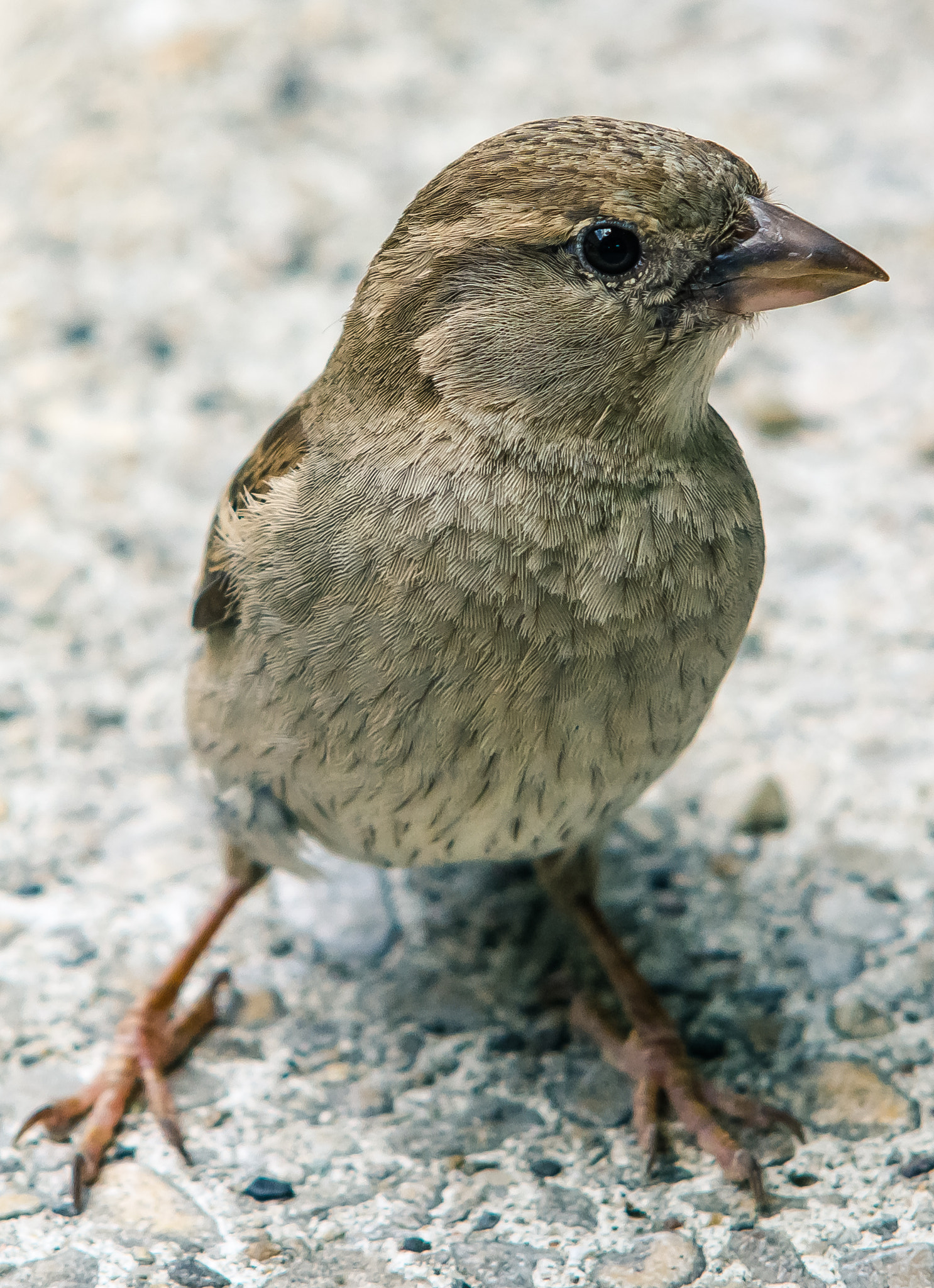 Sigma 50-150mm F2.8 EX APO DC HSM sample photo. Sparrow photography