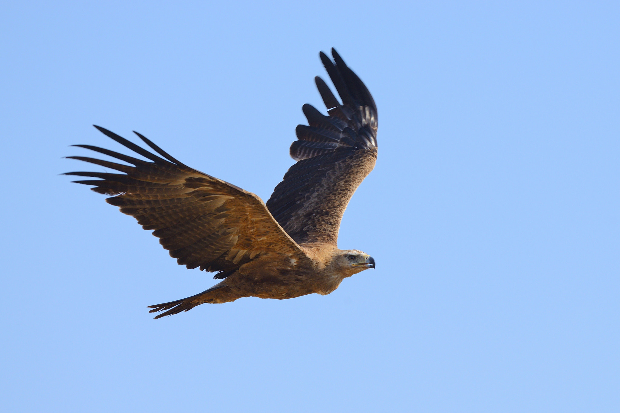 Nikon AF-S Nikkor 500mm F4G ED VR sample photo. Tawny eagle photography