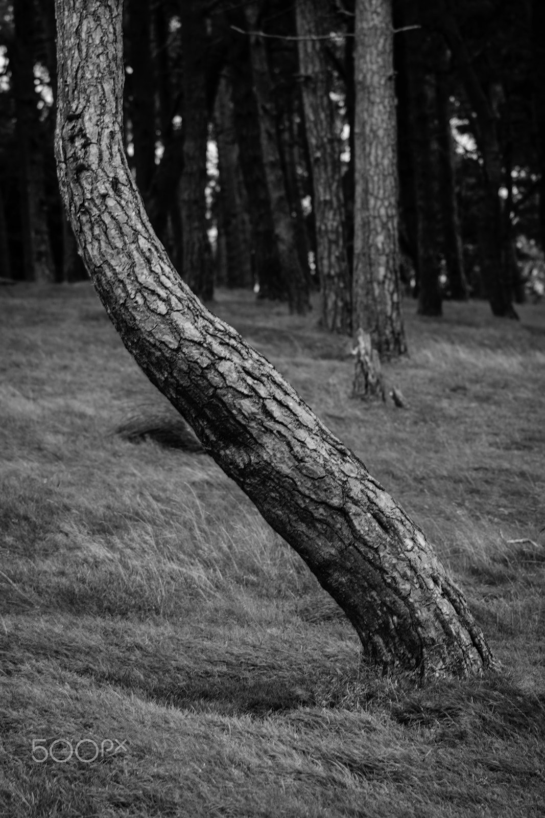 Nikon AF-S Nikkor 70-200mm F4G ED VR sample photo. Bendy photography